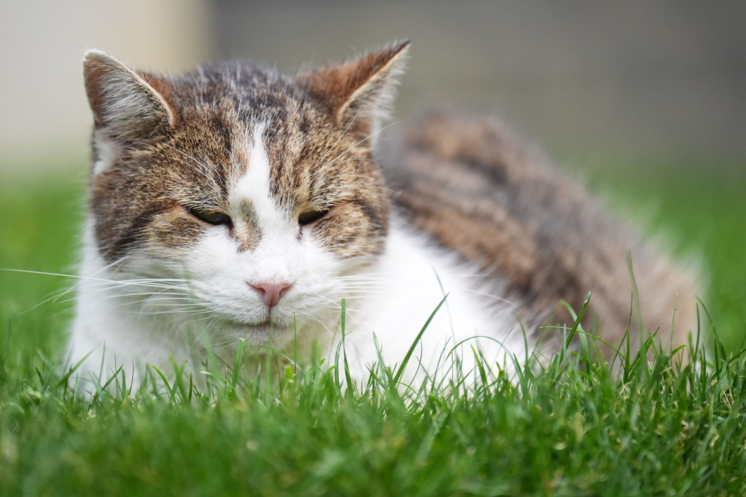 The survey found an increasing trend in cat owners turning first to social media for advice when they need it