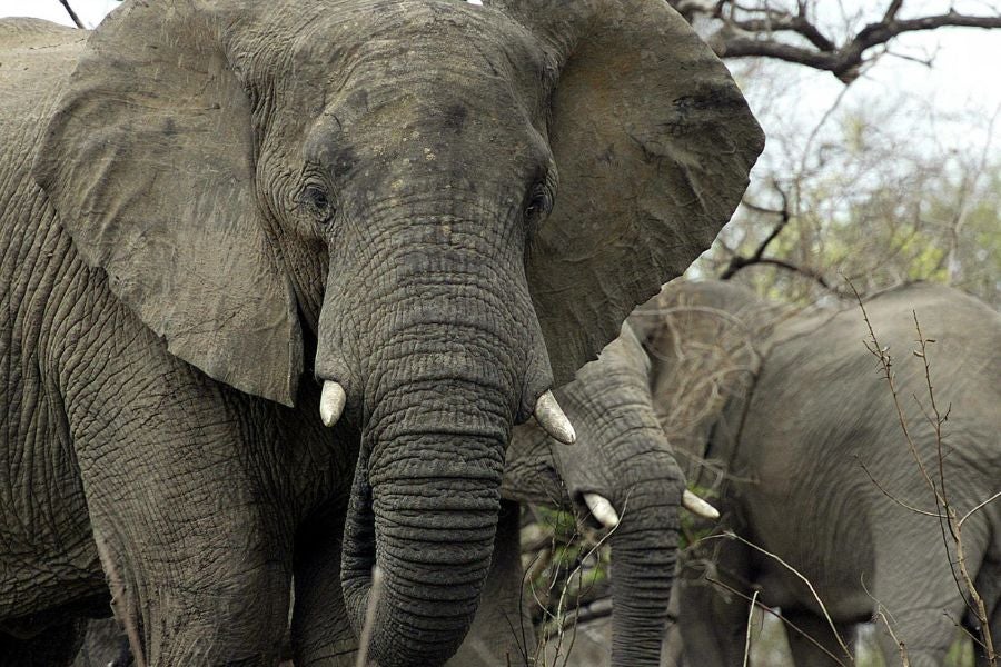 Zoo officials said Thomas’ alleged stunt, captured on video, endangered himself, visitors, and the elephant