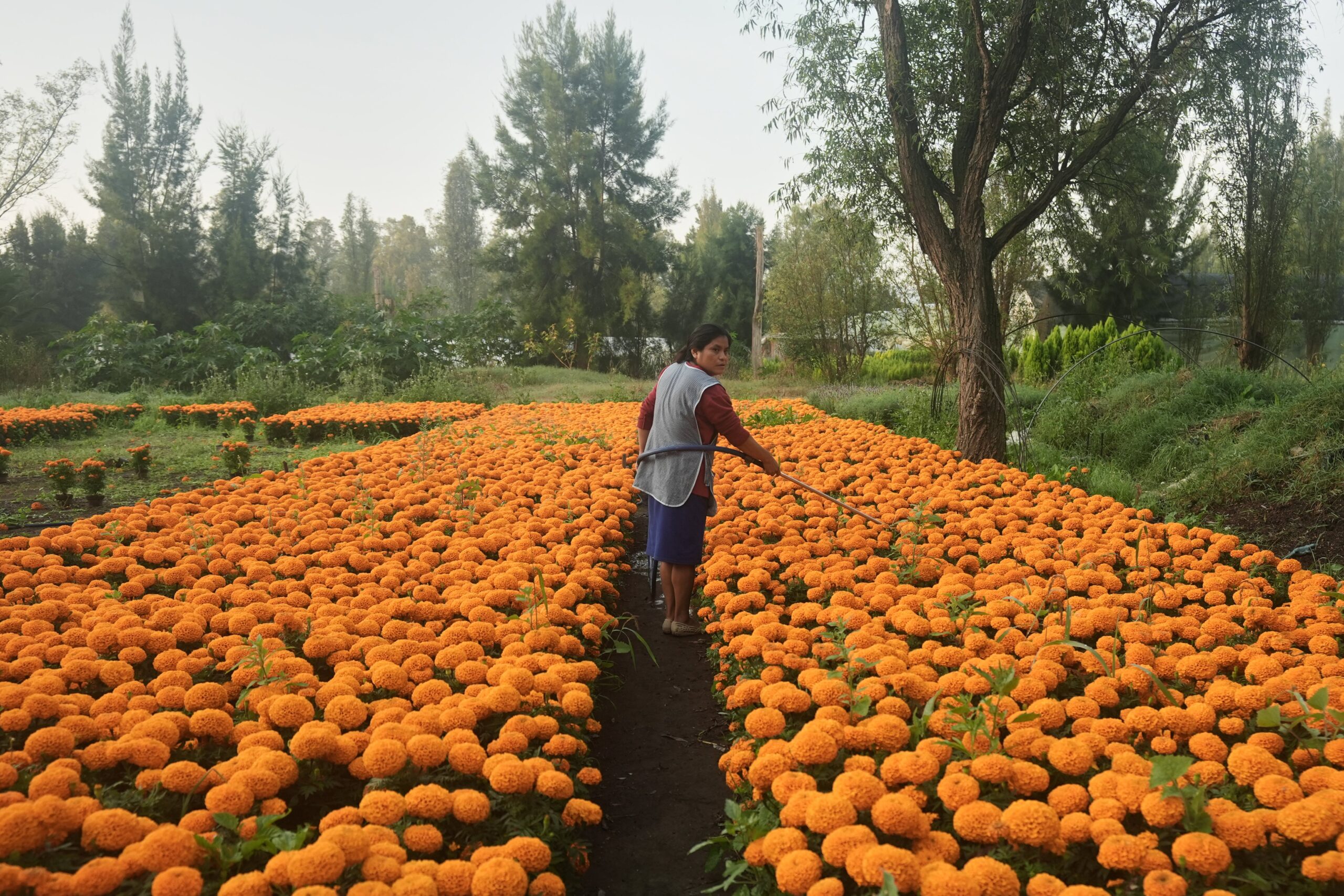 Flor Jimenez waters her crop of cempasuchil flowers in preparation for Day of the Dead celebrations in Xochimilco where marigolds are grown on the outskirts of Mexico City, Thursday, Oct. 16, 2025