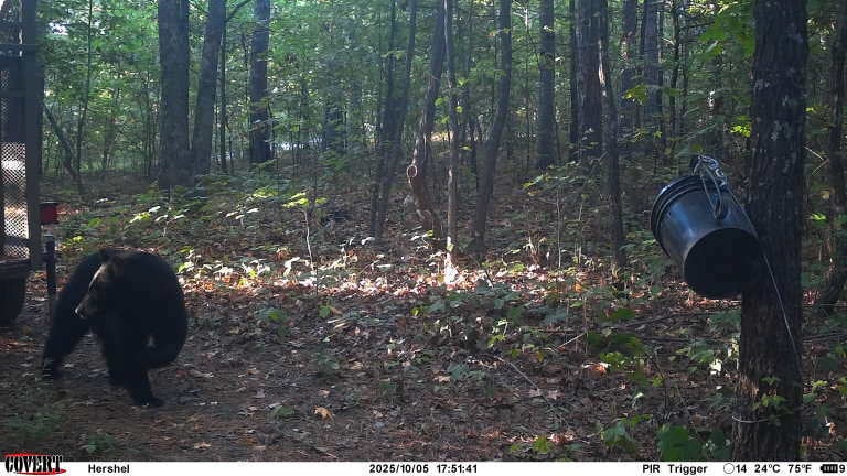 Authorities believed a juvenile male black bear photographed near Sam’s Throne Campground three days after the fatal attack was the one that killed 60-year-old Max Thomas