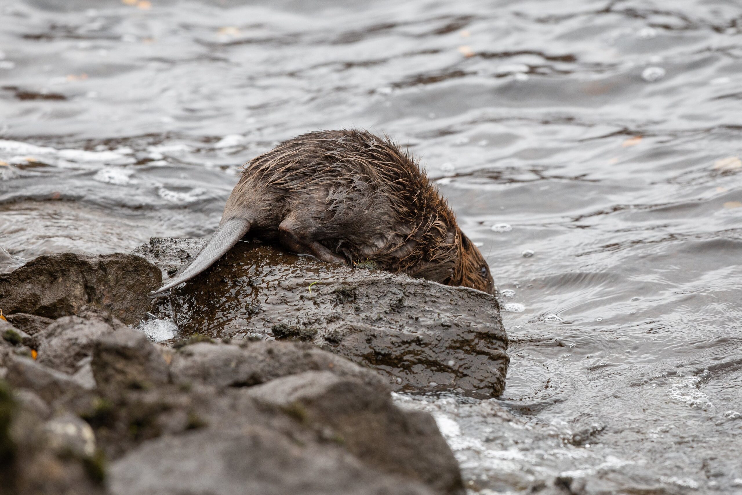 Beavers create wetlands which purify water, boost biodiversity and reduce flooding