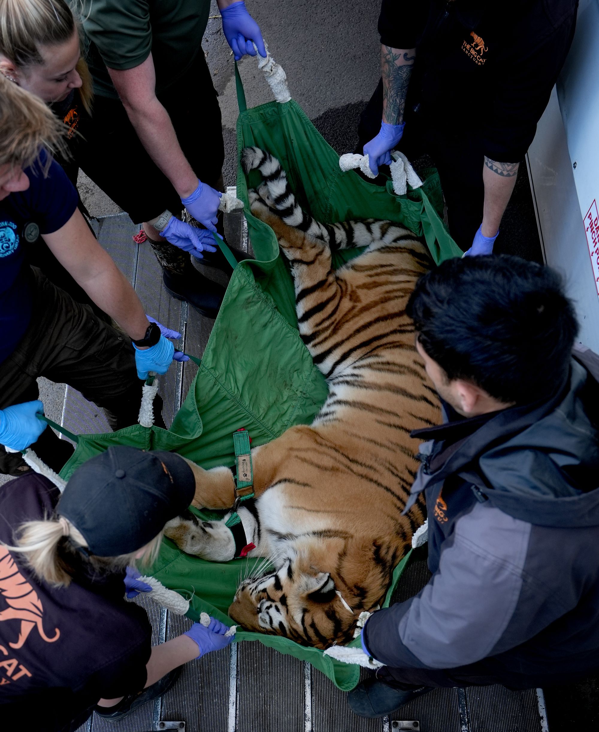 The three residents of the Big Cat Sanctuary have been experiencing unexplained and persistent âmobility issuesâ