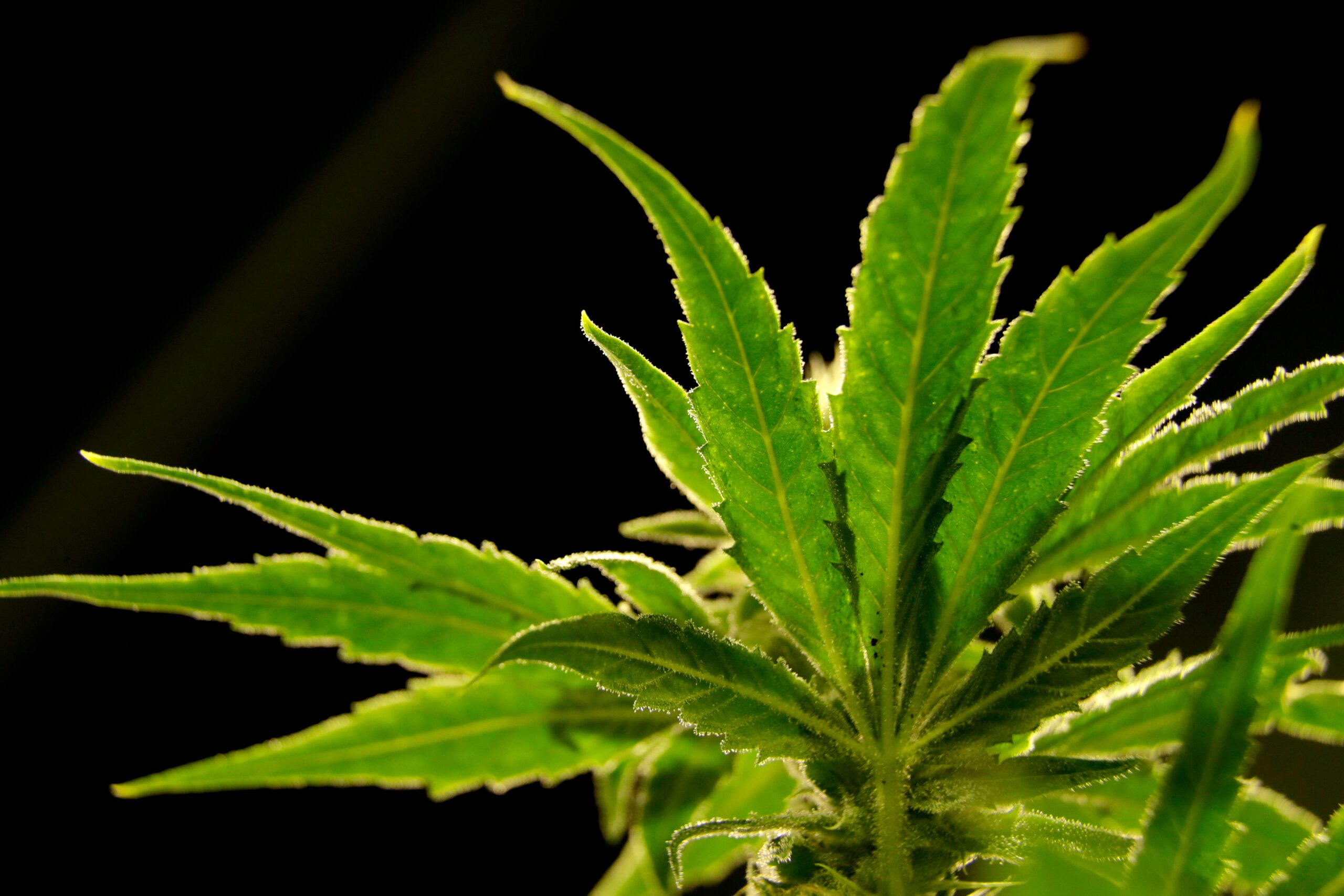 Around 80,000 Britons have got a prescription for medical cannabis