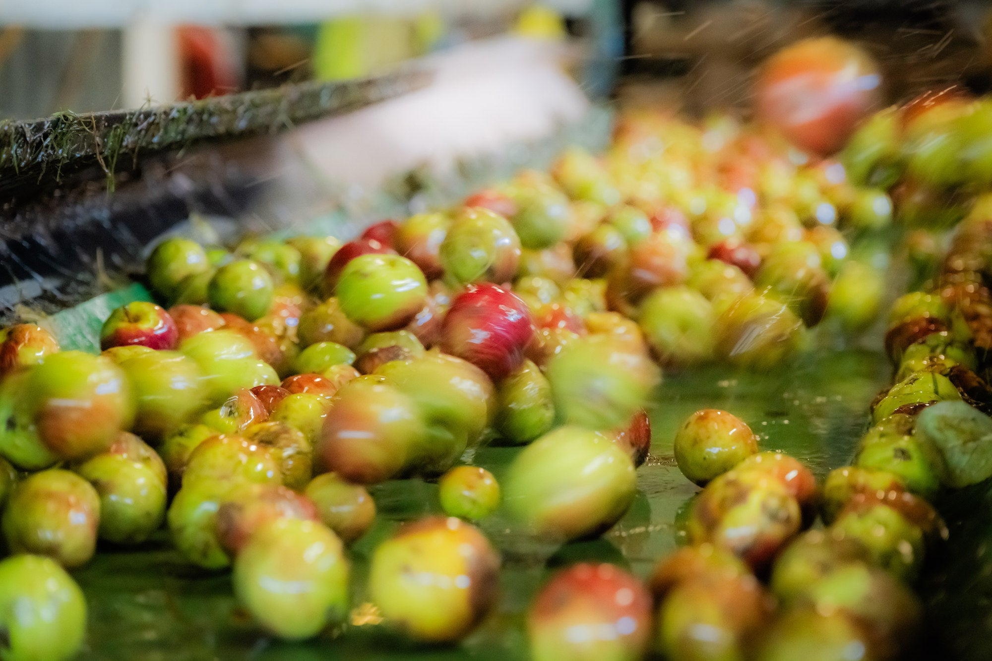 The hotter and drier summer has meant there has been more sugar in the apples