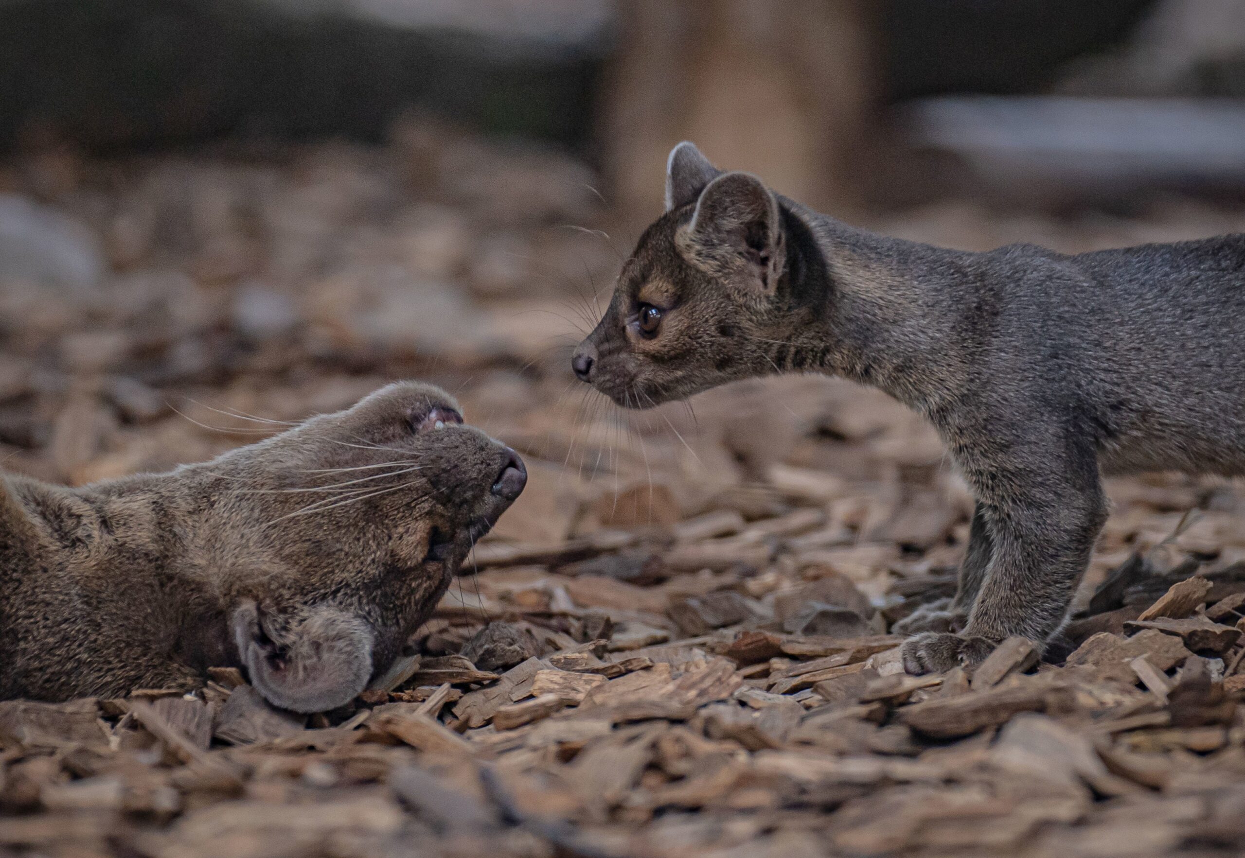 The pups are now 12 weeks old and taking their first steps