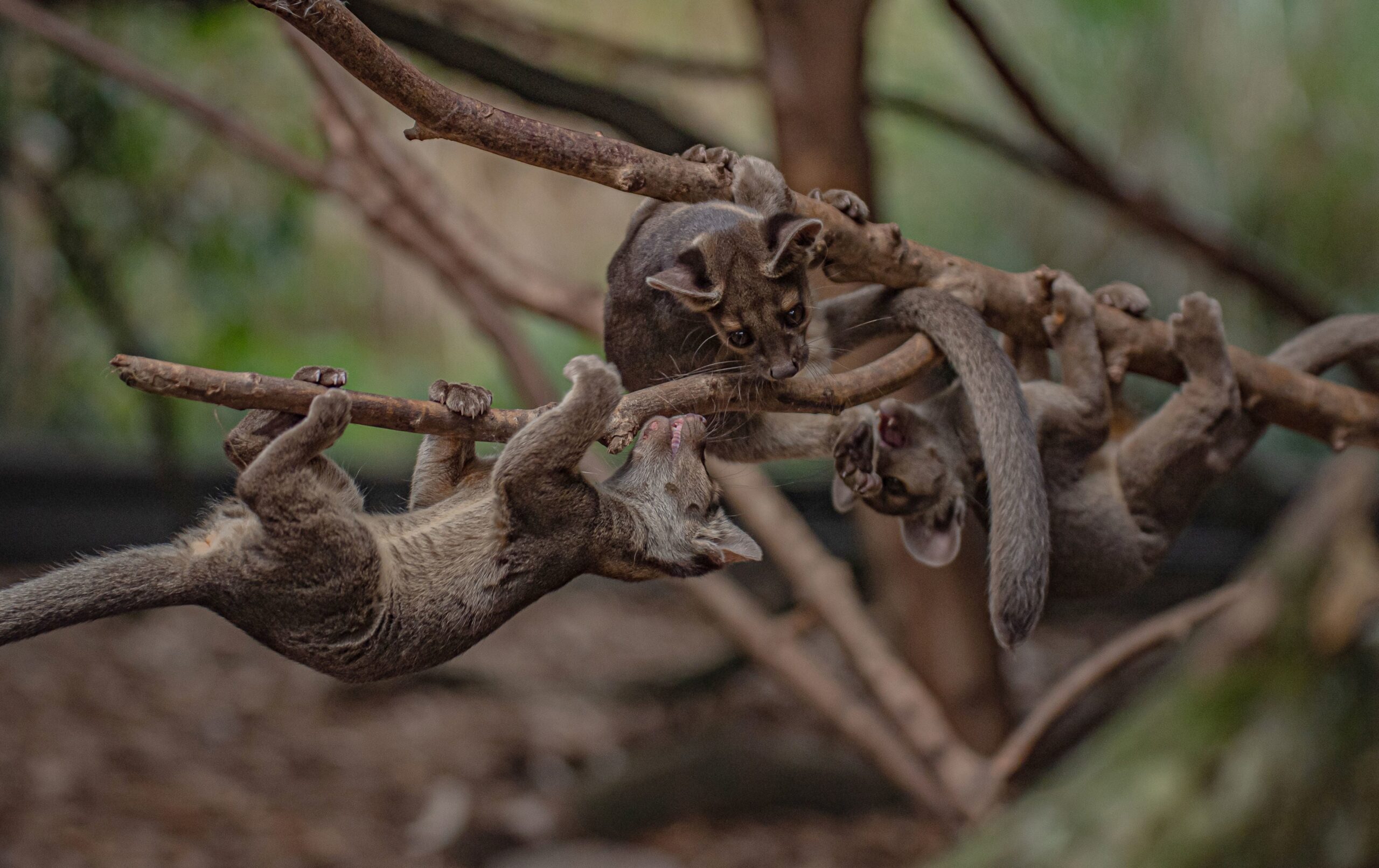 The fossa is a slender, cat-like mammal and the largest natural predator in Madagascar