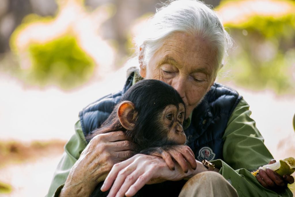 Jane Goodall with baby chimp Zakayo at a chimpanzee rescue centre in Entebbe, Uganda