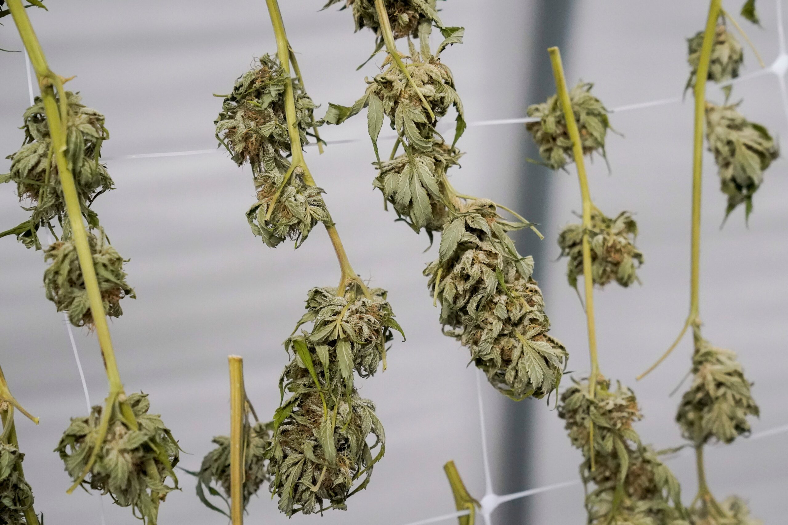 To get cannabis prescribed, you must be 18-years-old, and have a diagnosis