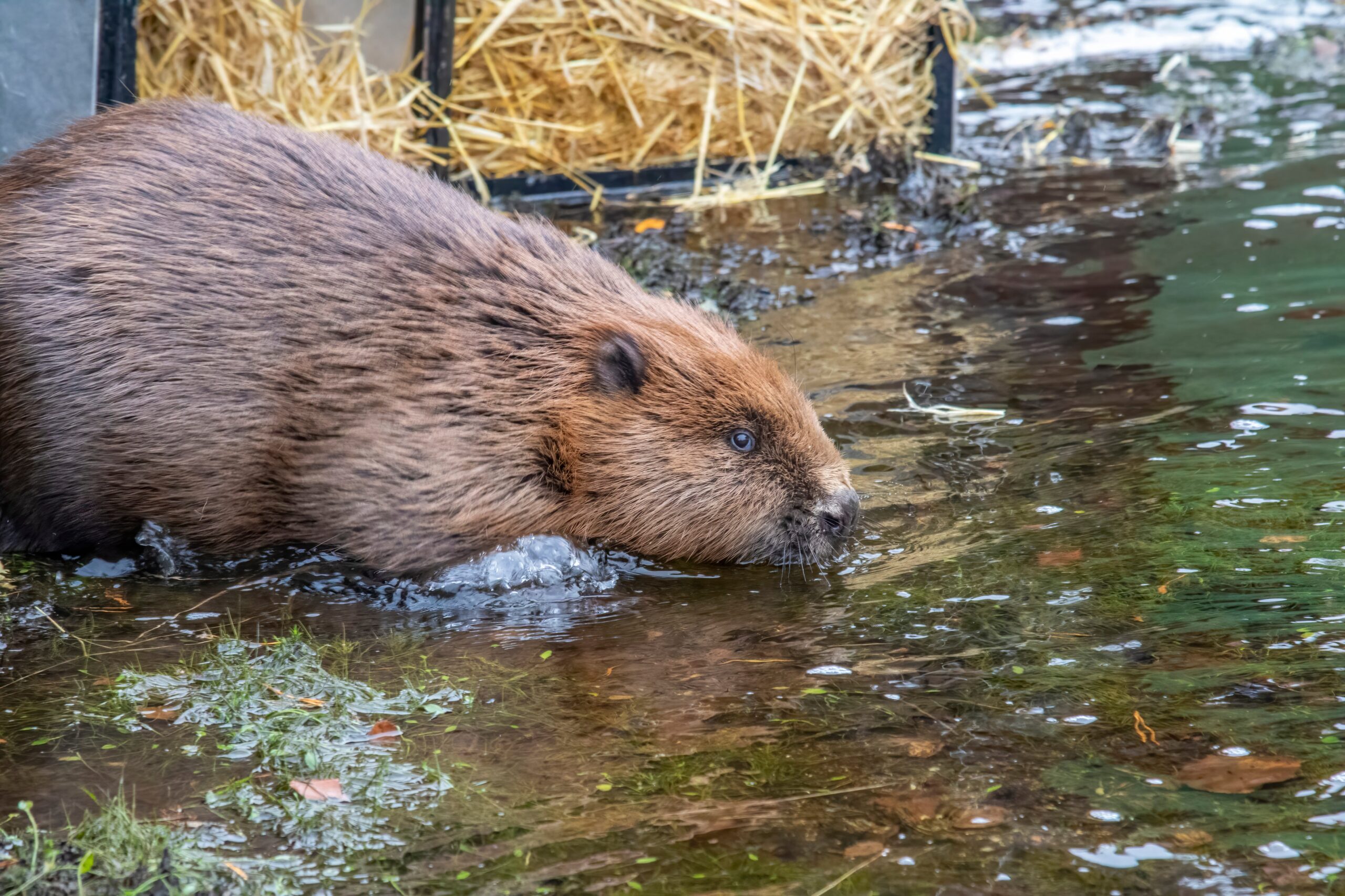 A family of five beavers were released into Loch Beinn a Mheadhoin in Glen Affric