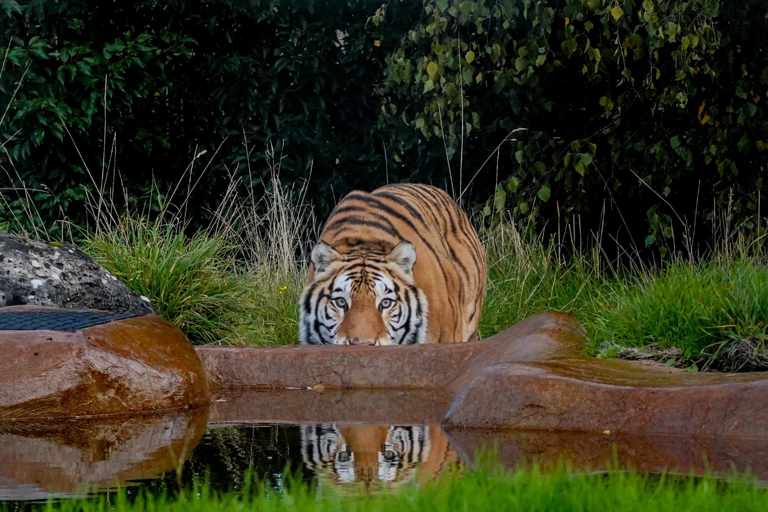 Aqua the tiger has moved into a purpose-built habitat