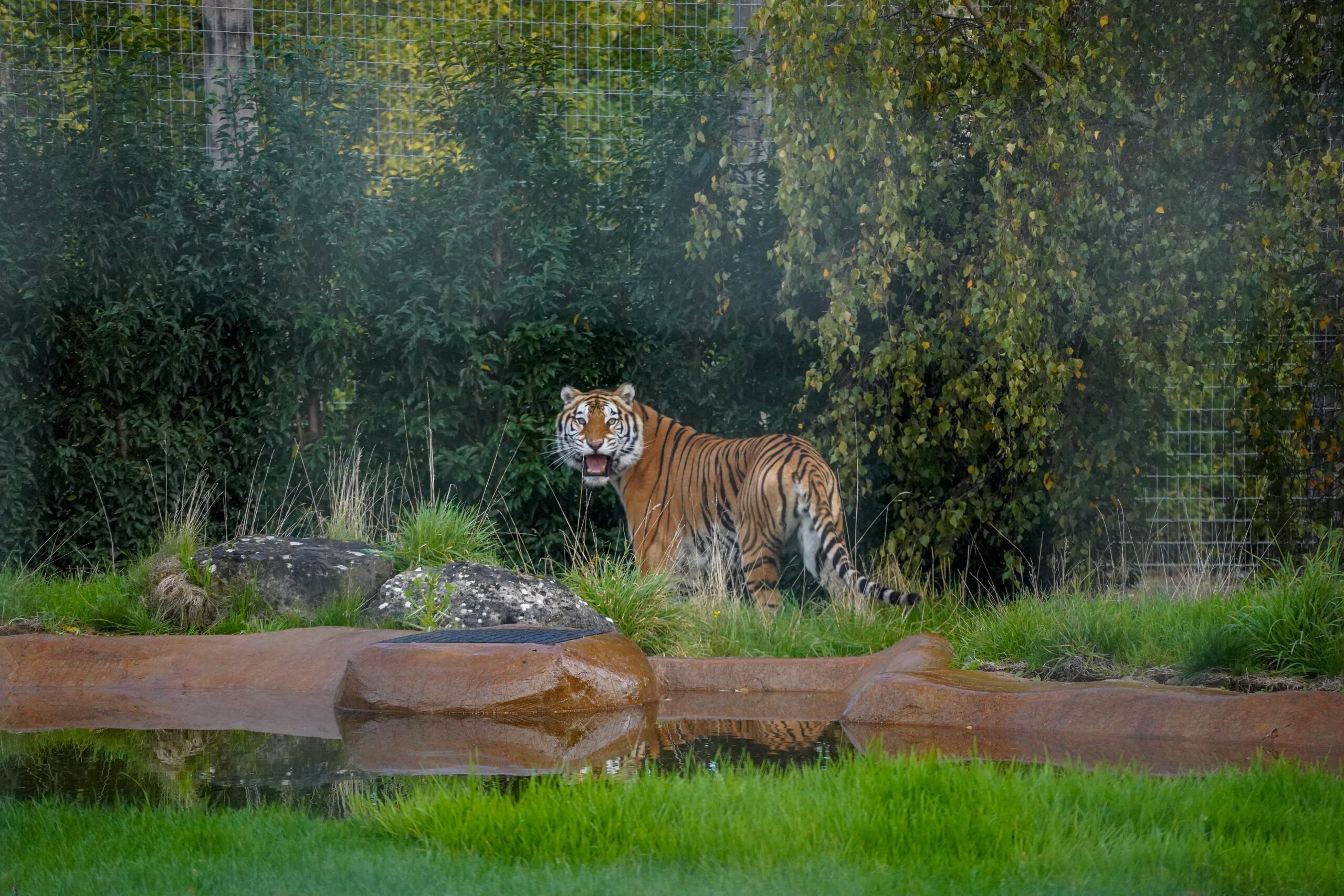 Aqua was one of several tigers saved by international animal welfare charity AAP