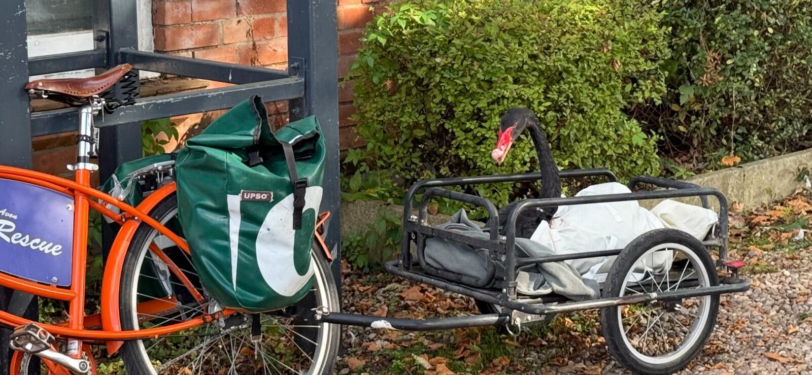 The swan was nicknamed ‘Mr Terminator’ by Stratford-Upon-Avon’s swan warden