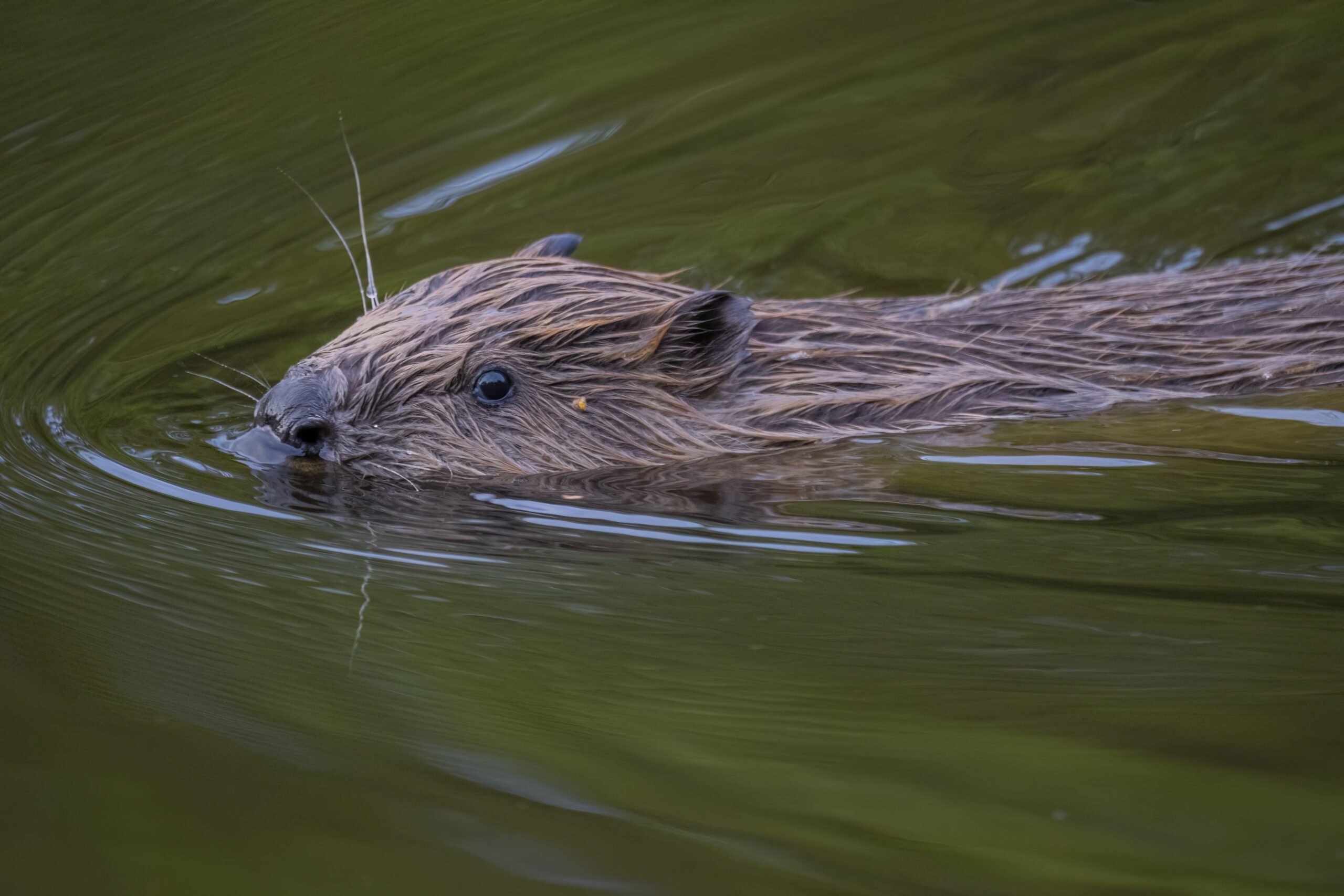 Beavers are another species at risk
