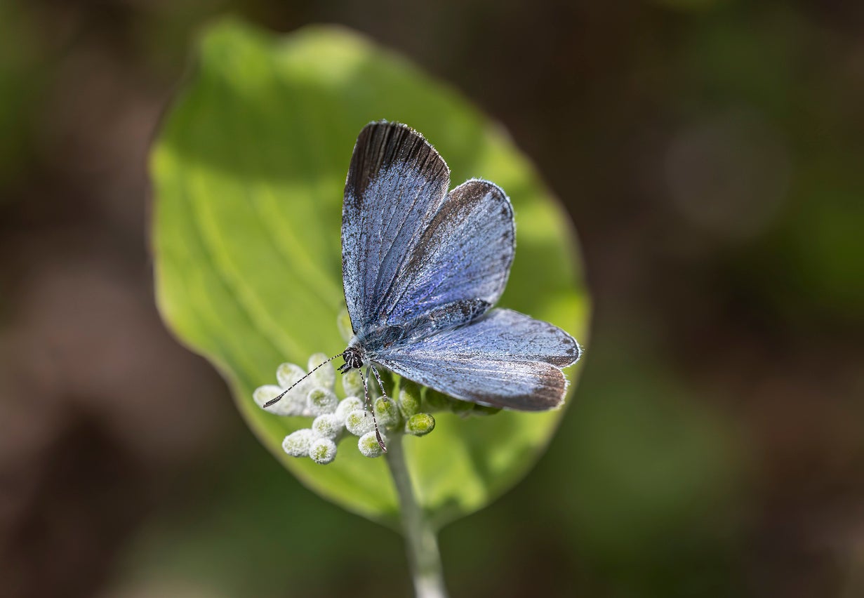 A new previously unspecified species of the Celastrina butterfly (similar to the one pictured) has been named in honor of the Ukrainian refugee, Iryna Zarutska, who was stabbed to death while riding the light rail in Charlotte, North Carolina