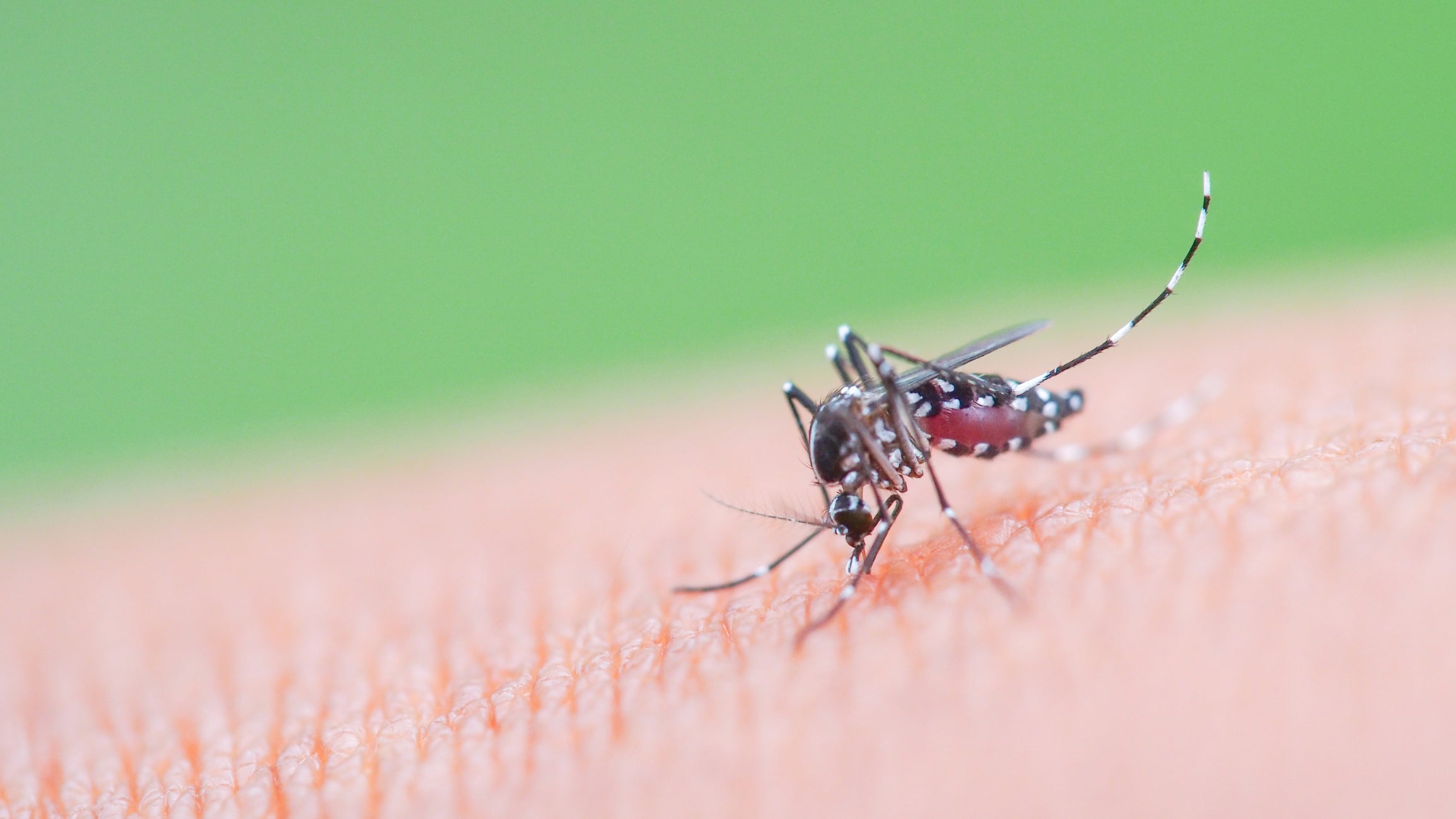 The Aedes albopictus, also known as the (Asian) tiger or forest mosquito