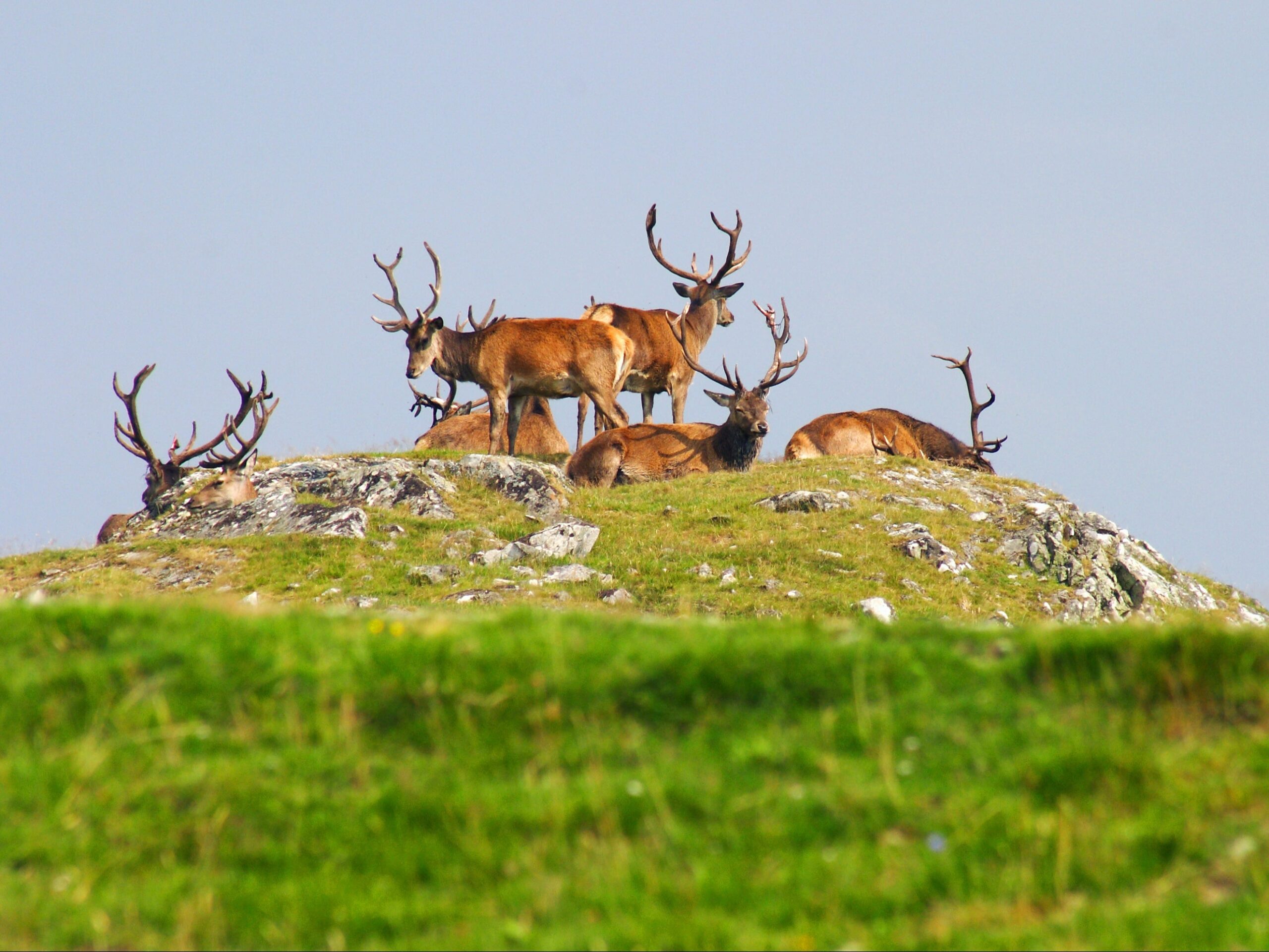 The mast year has meant more than enough food for the deer who are stocking up on food ahead of winter