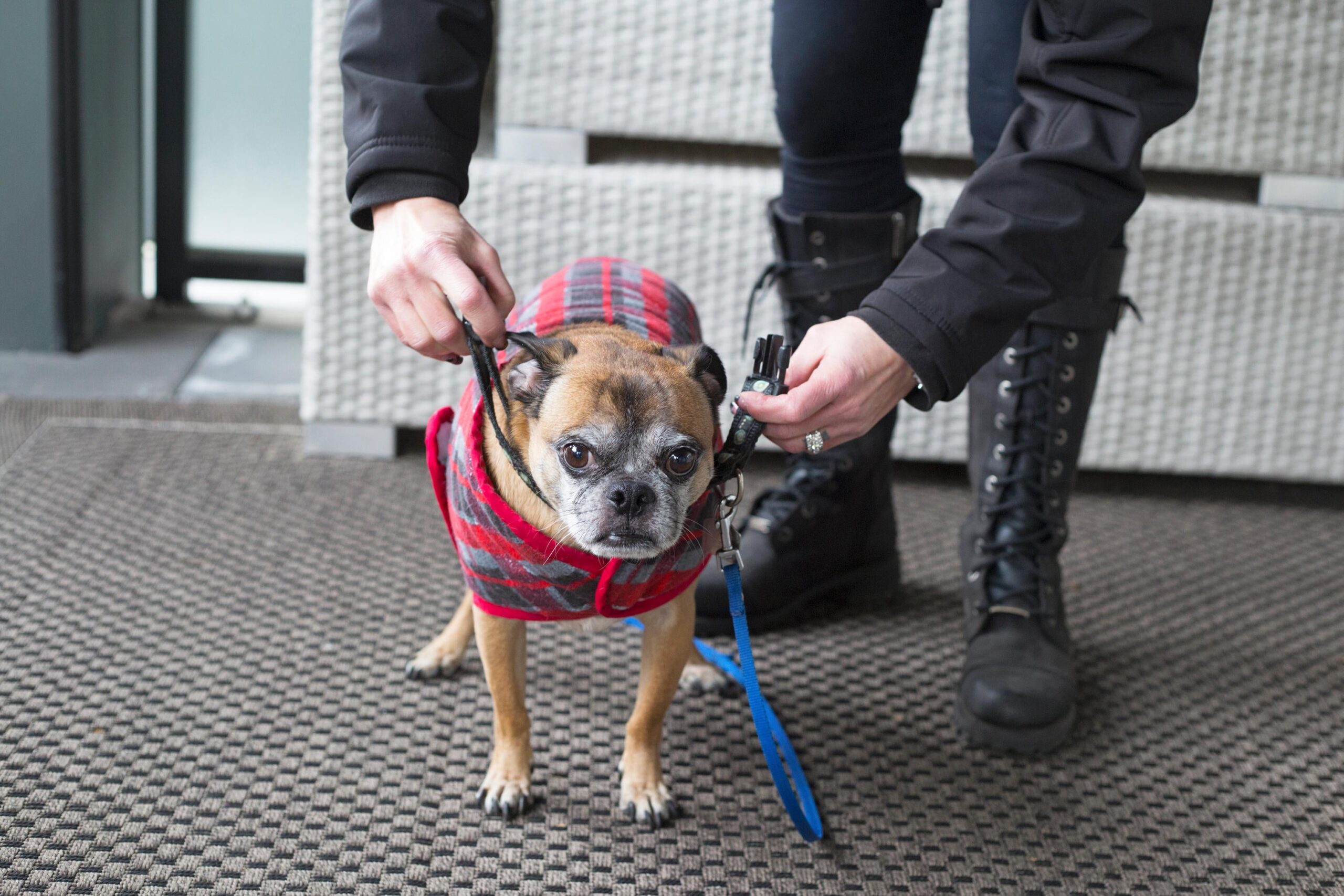 Make sure your dog is wrapped up for a walk