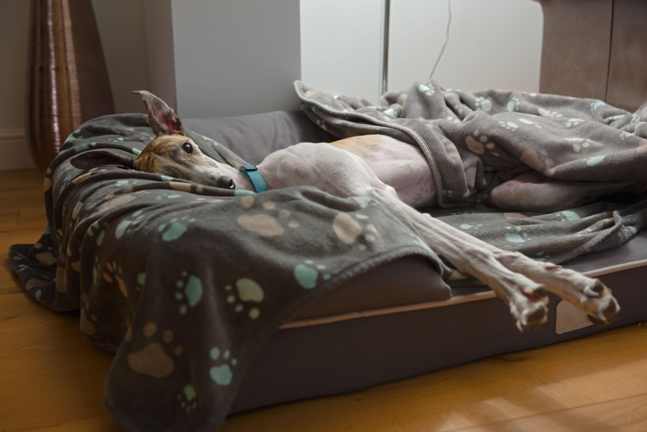 An insulated bed off the ground will keep your dog warm