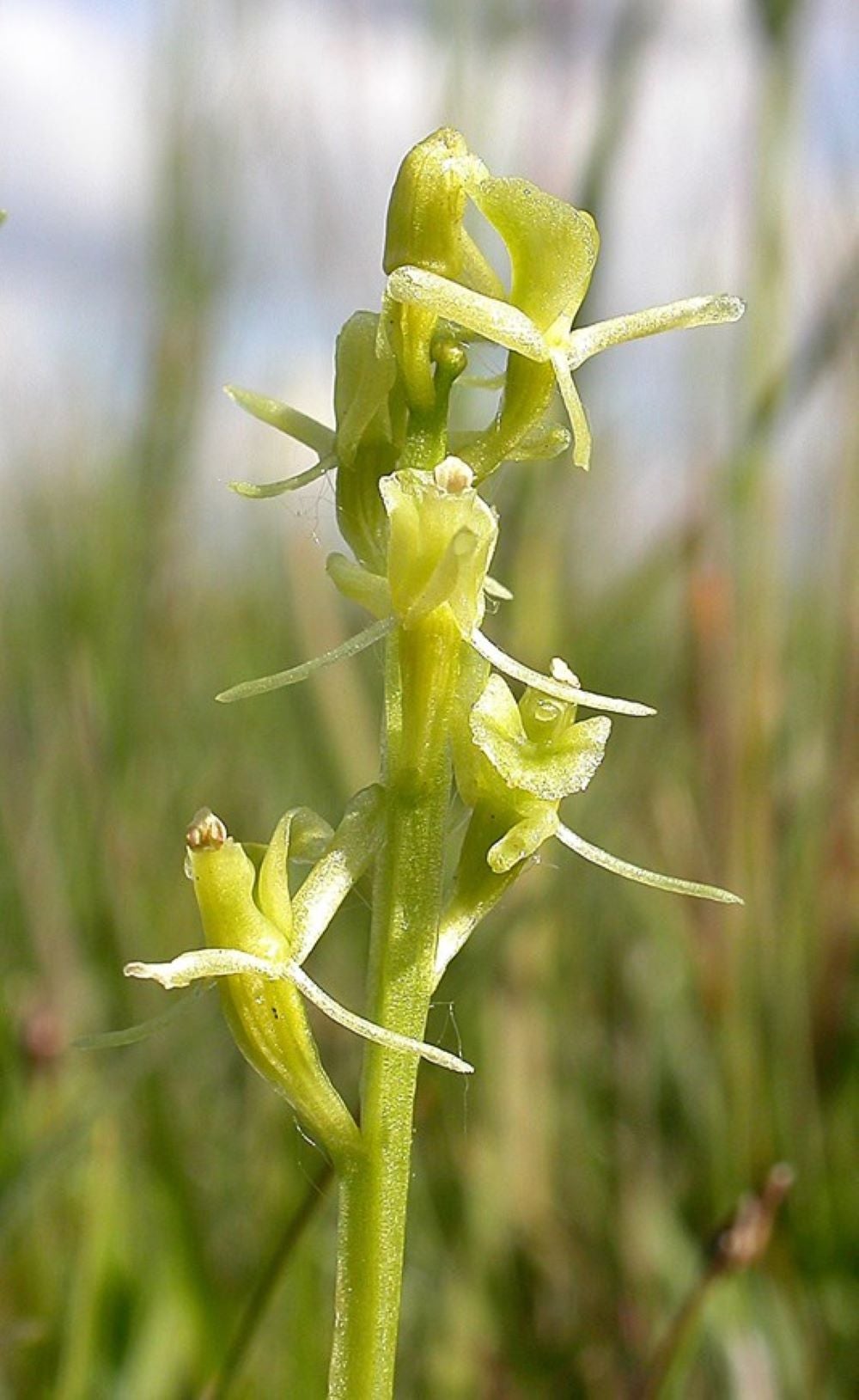 A fen orchid