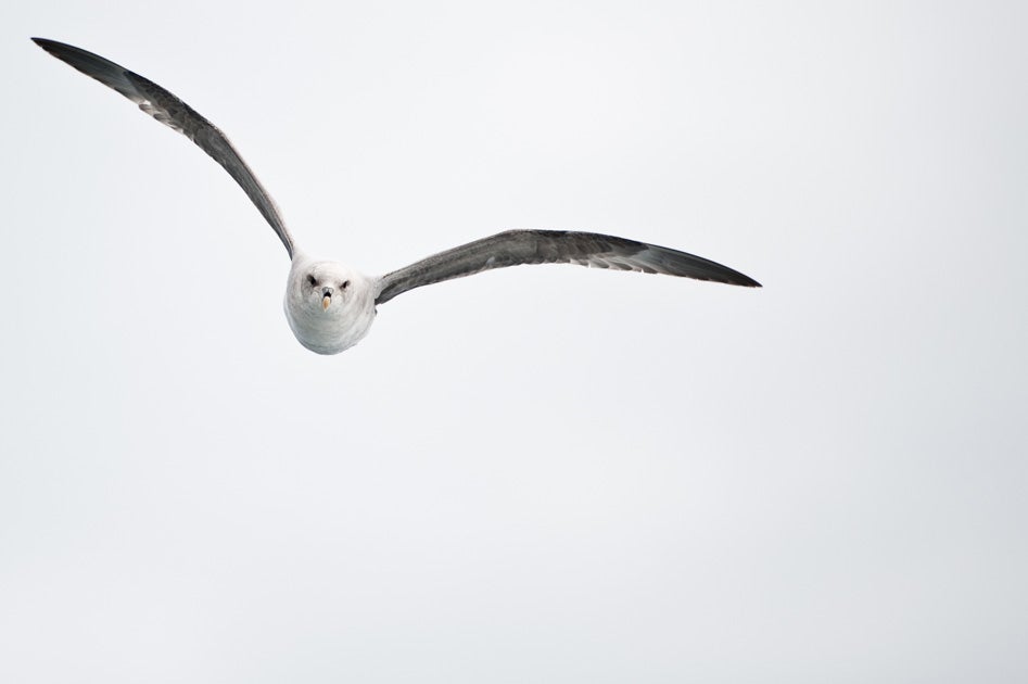 The number of Northern Fulmars on the Farne Islands is well up from 2024