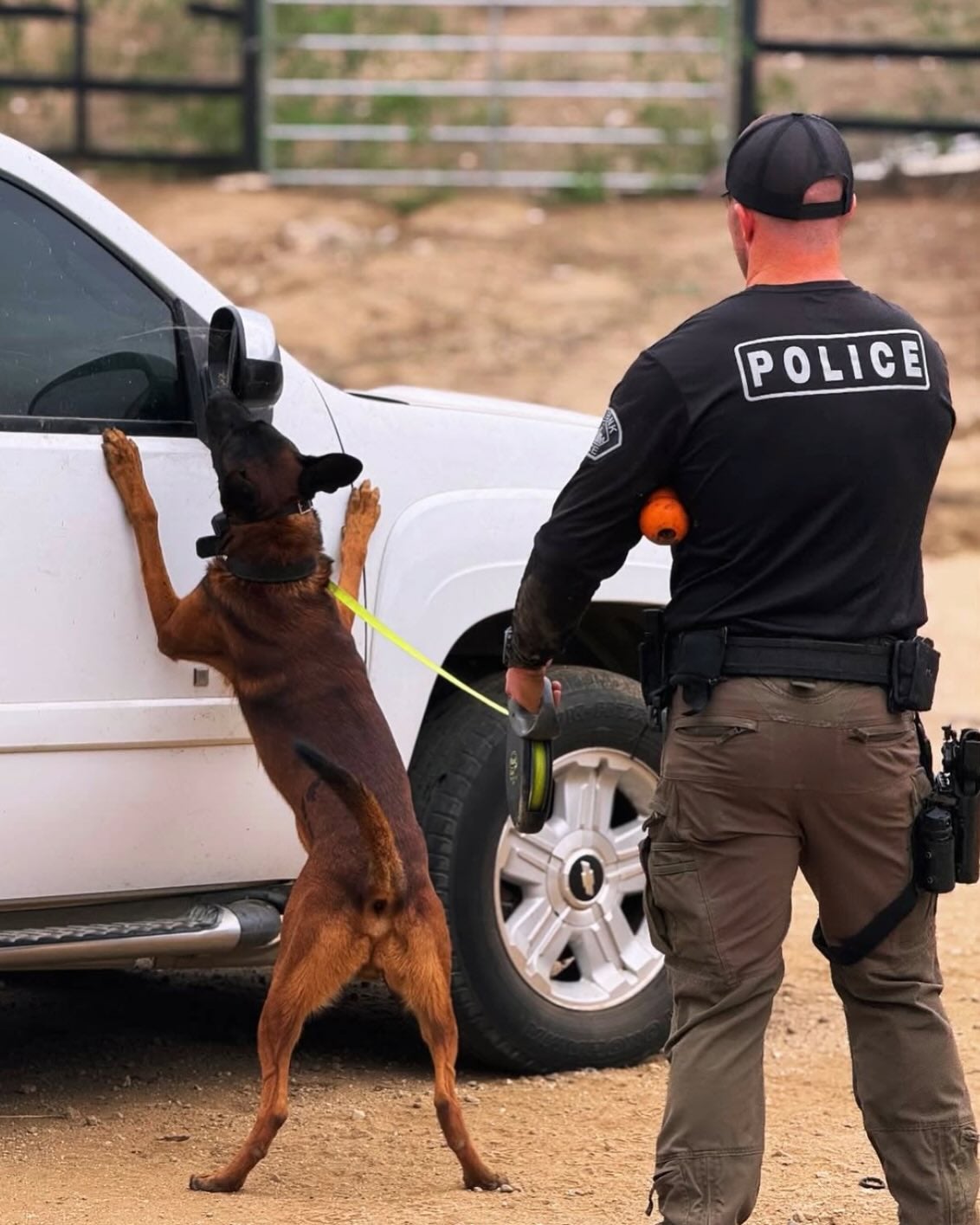 Spike, a four-year-old Belgian Malinois, had been on the force for two years when he was killed