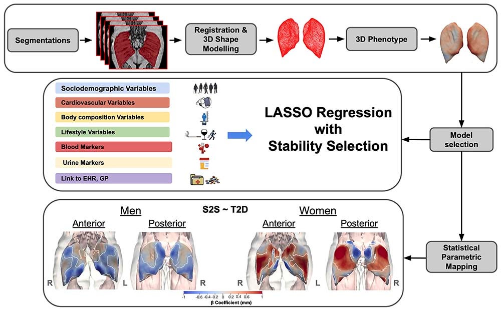 Scientists mapped the shape of the gluteus maximus and its impact on people's health