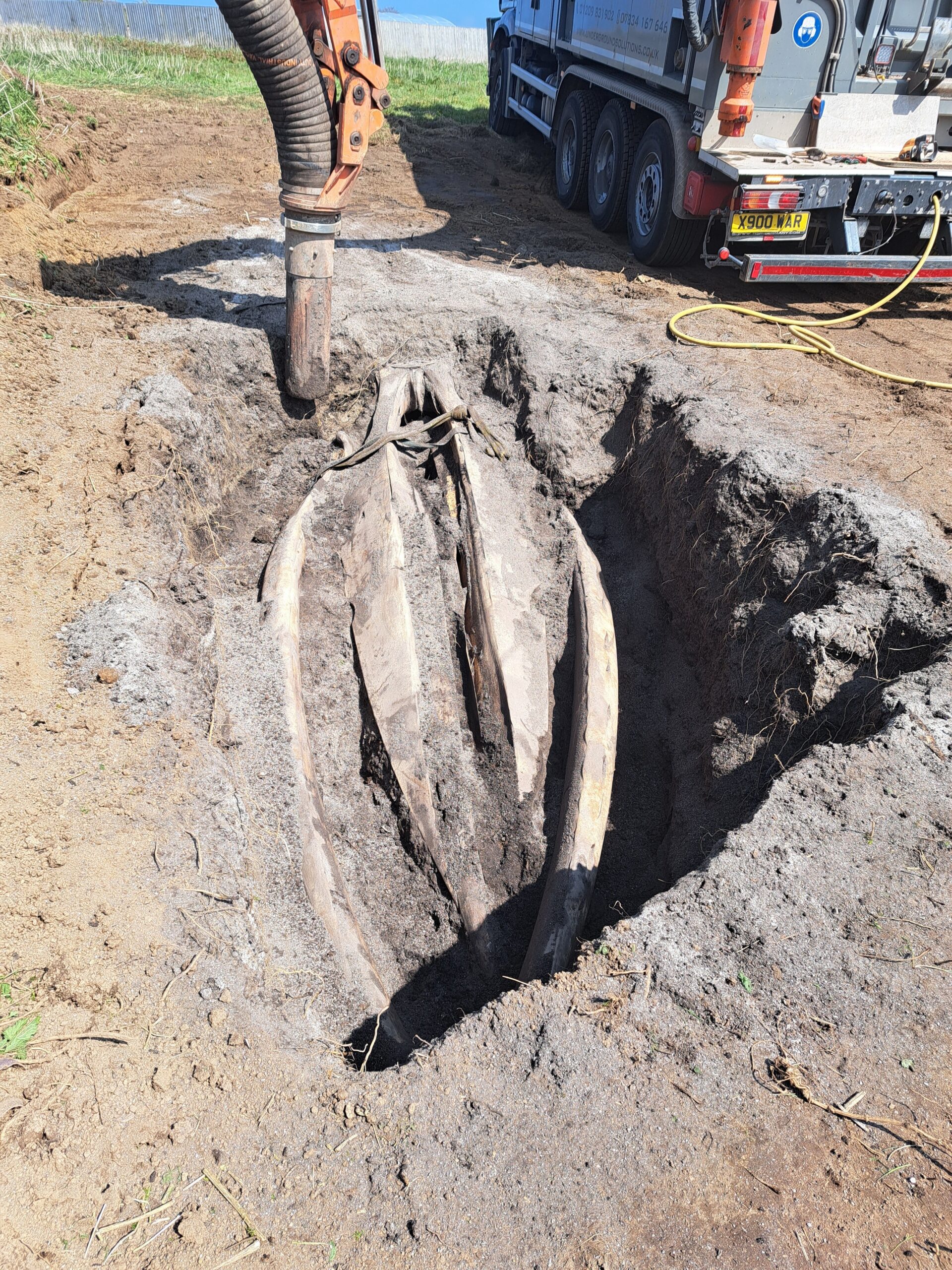 The skull now sits in the Penryn Campus research field where it is being washed by the rain