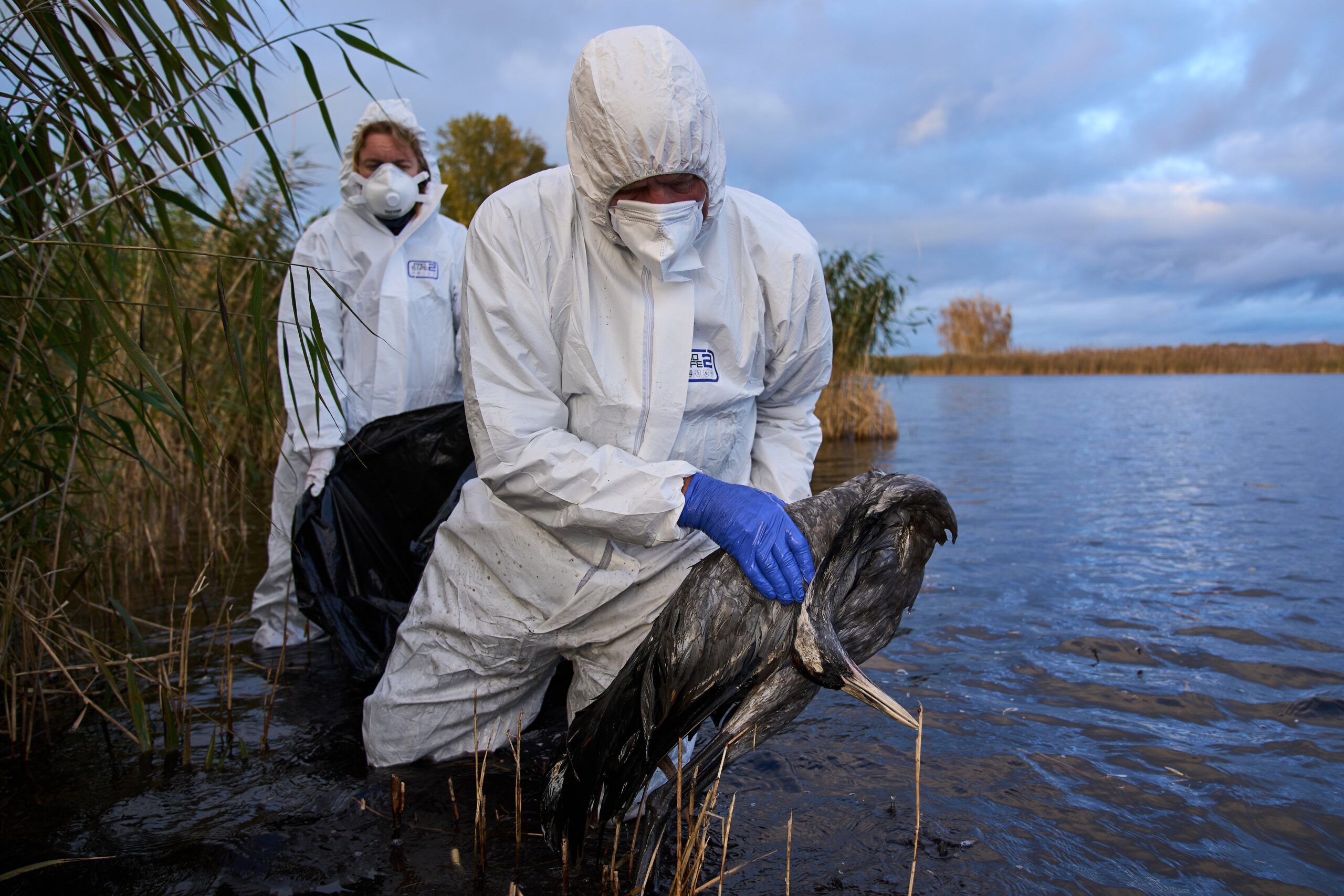 Environmental workers collect the bodies of birds that have died from bird flu in Germany