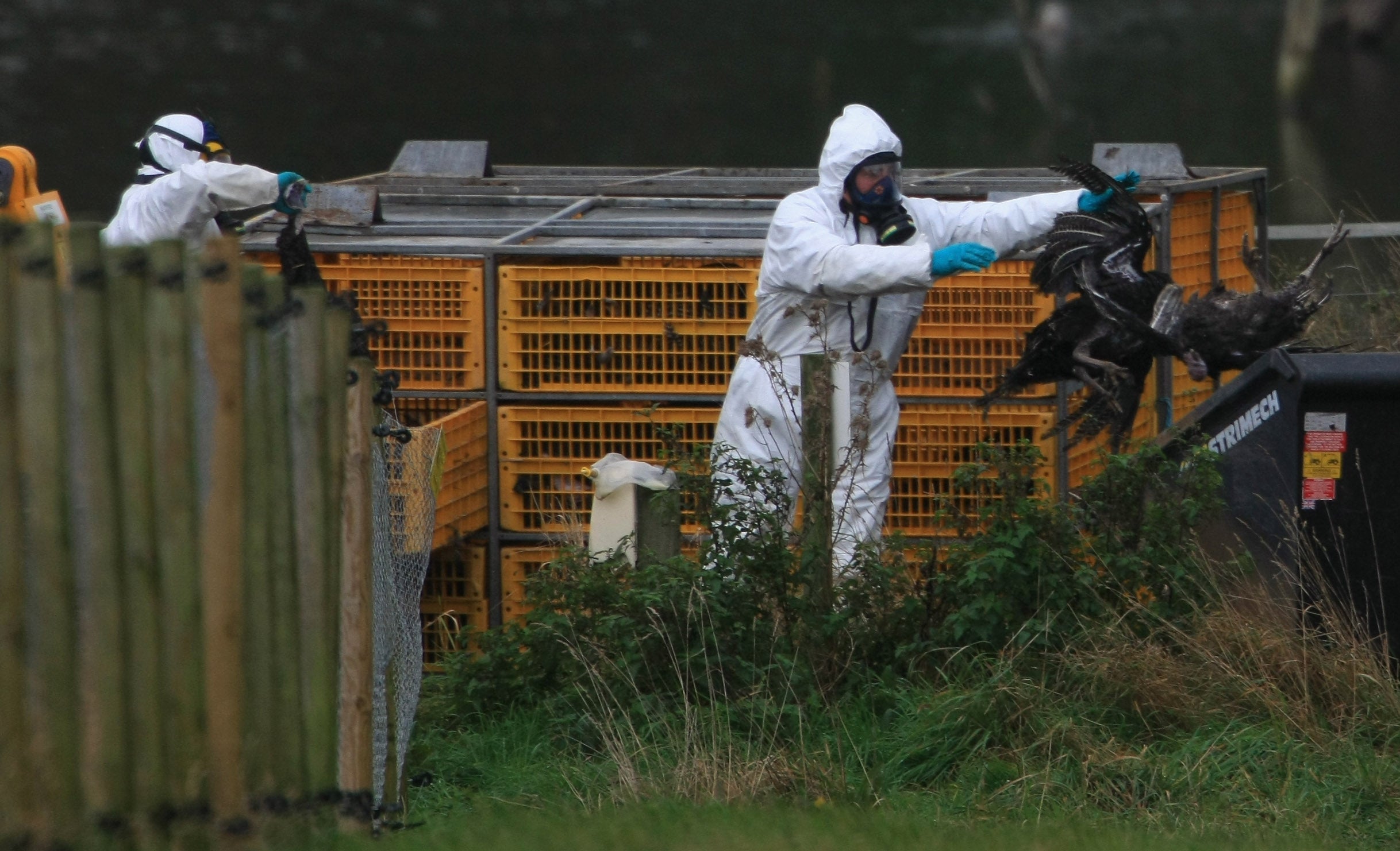 DEFRA workers clear up dead turkey carcasses at Redgrave Park Farm
