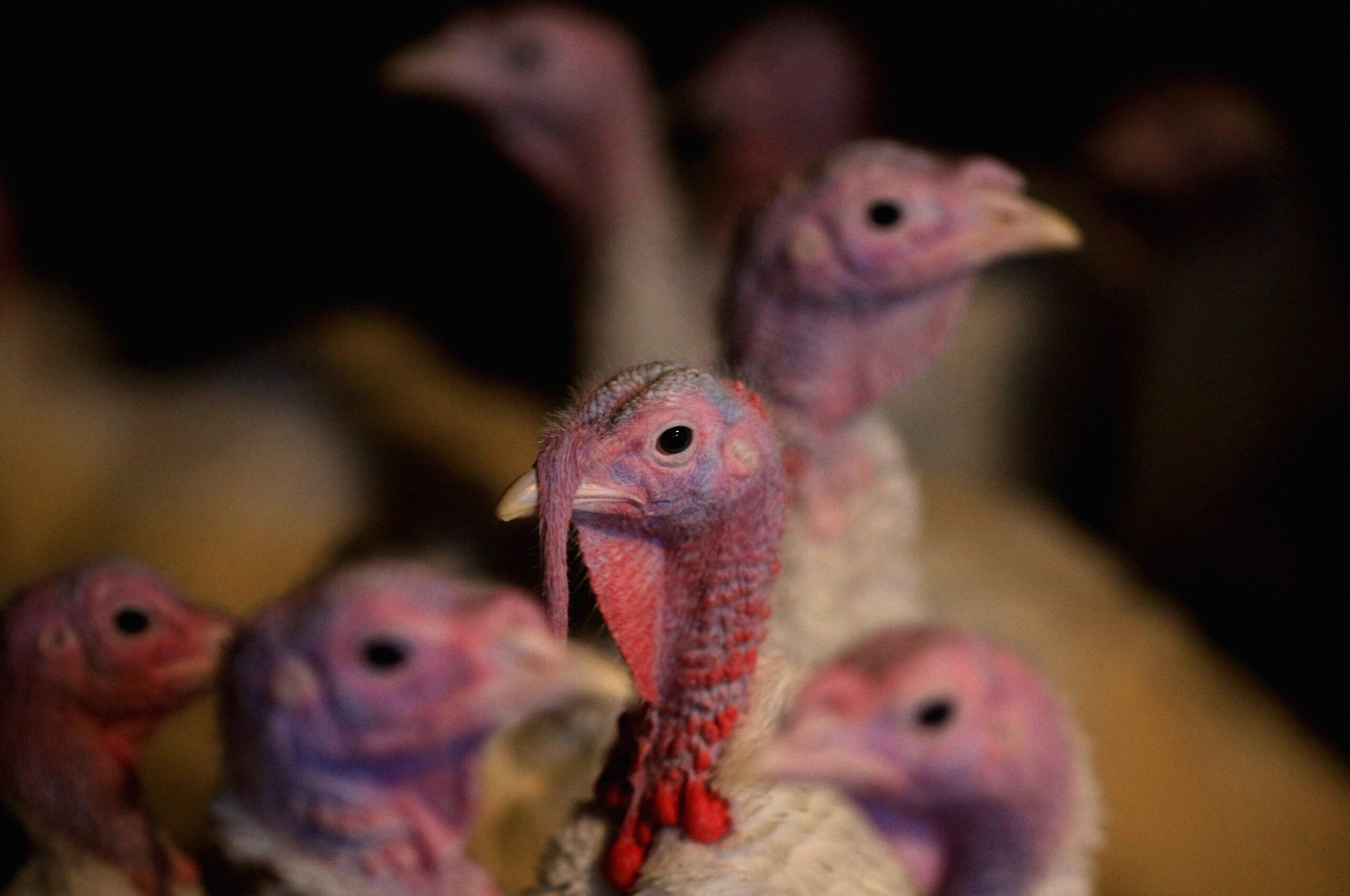 Recent cases of bird flu have been confirmed at units across England (File picture)