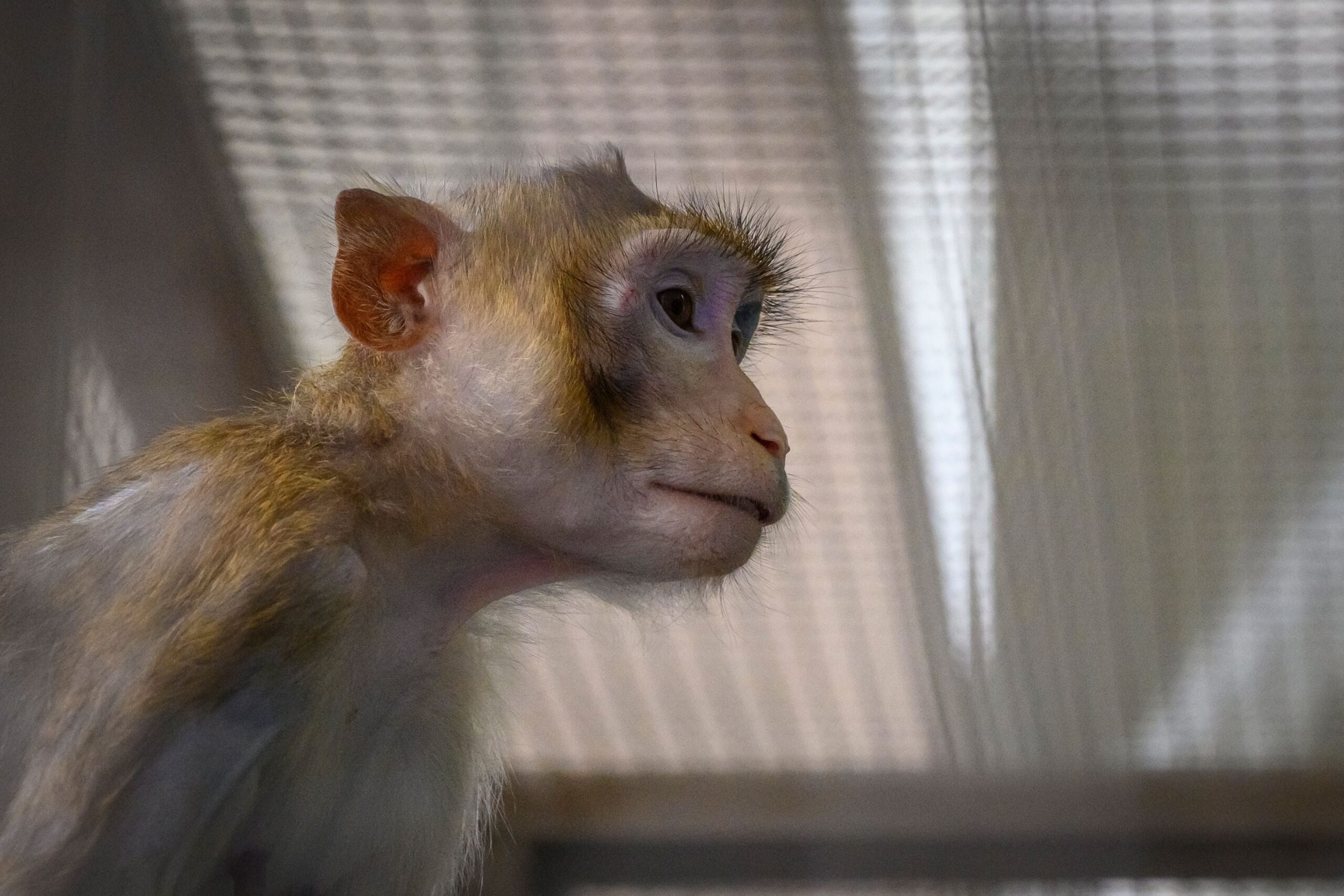 A lab monkey sits in its cage