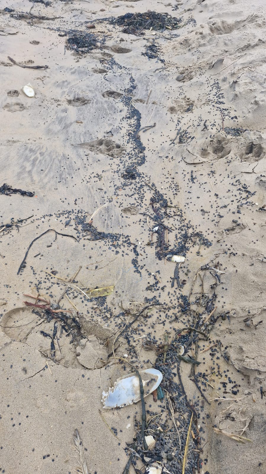 There are fears that the microplastic beads could get stuck in a dog’s stomach or intestines, causing serious blockages