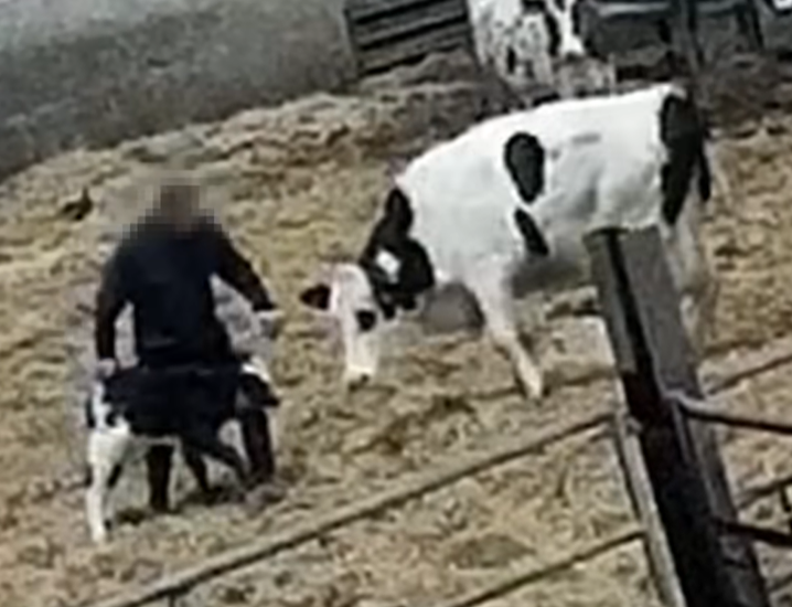 Mothers were said to show signs of anguish when their newborns were taken away