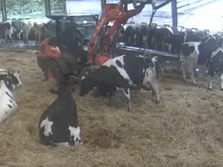 Cameras caught staff at Polshea Farm using a forklift tractor to move a large cow that activists said was injured