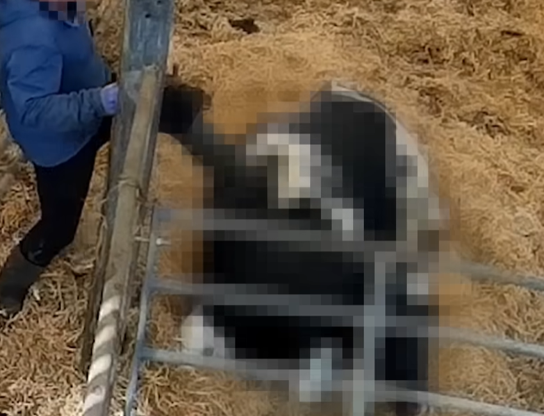 Footage showed cows repeatedly being kicked at Polshea Farm, Mr Carbstrong says