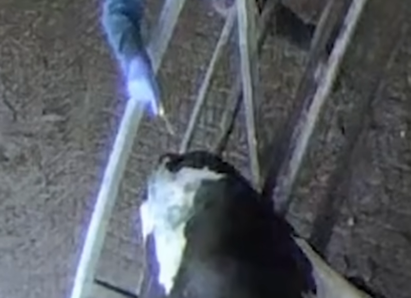 Cameras caught workers at Polshea Farm jabbing animals with sharp objects