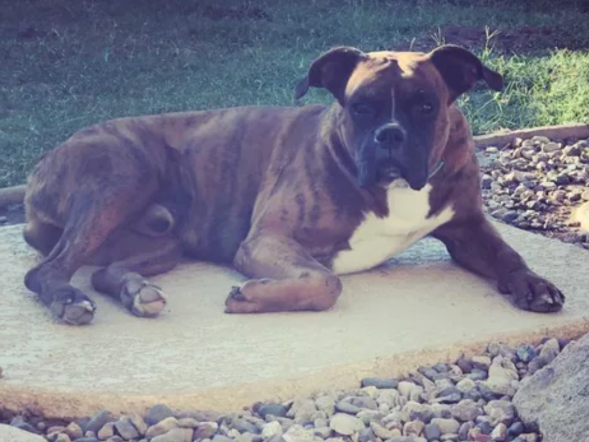 Monica Lopez’s dog Rocky, her companion since her husband’s death, was found dead after a Thanksgiving Day burglary