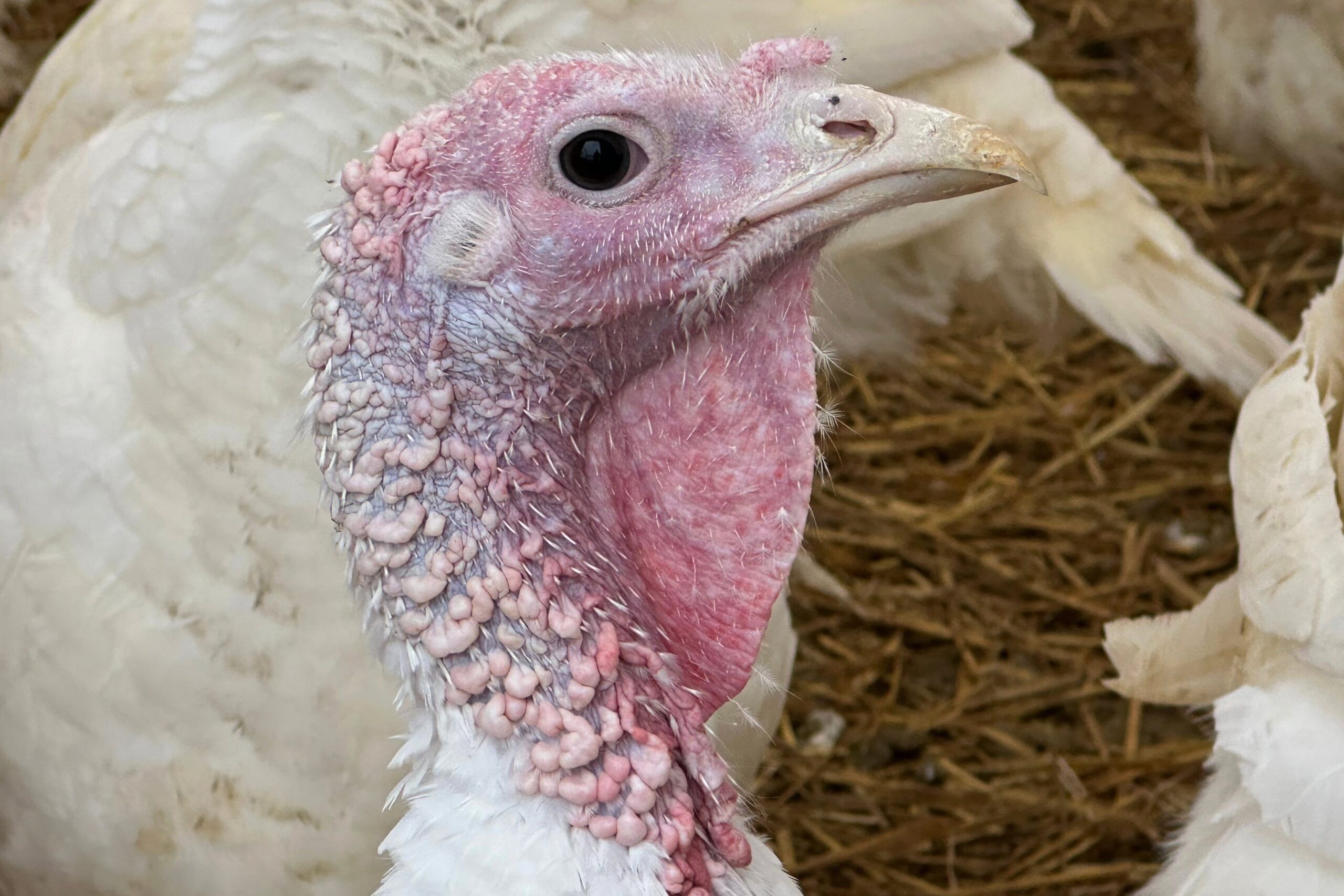 The cost of turkeys has skyrocketed in 2025. In the second week of November, frozen 8-16 pound hens were averaging $1.77 per pound, up 81 percent from the same period last year