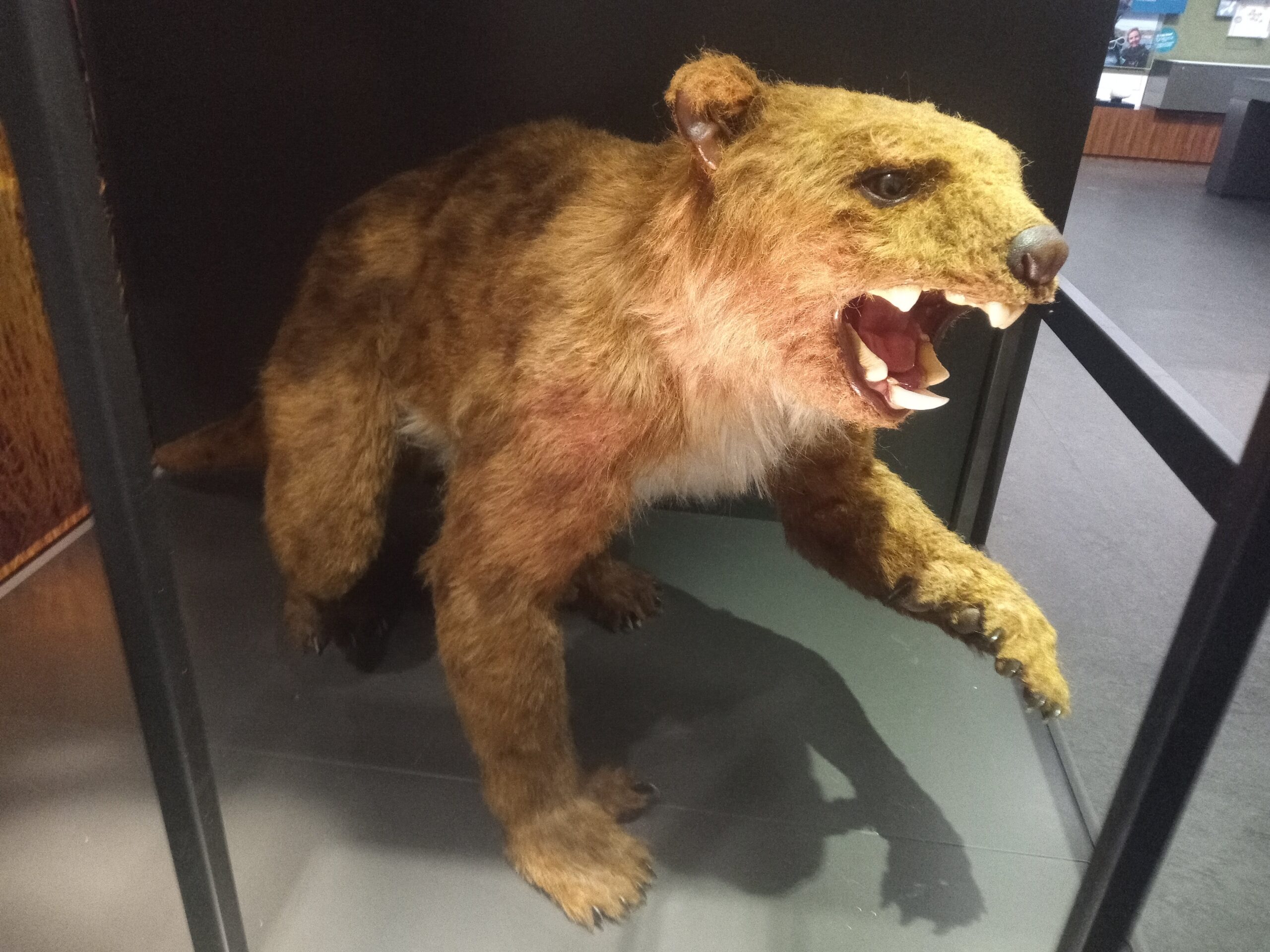 Thylacoleo carnifex sculpture at the Australian Museum