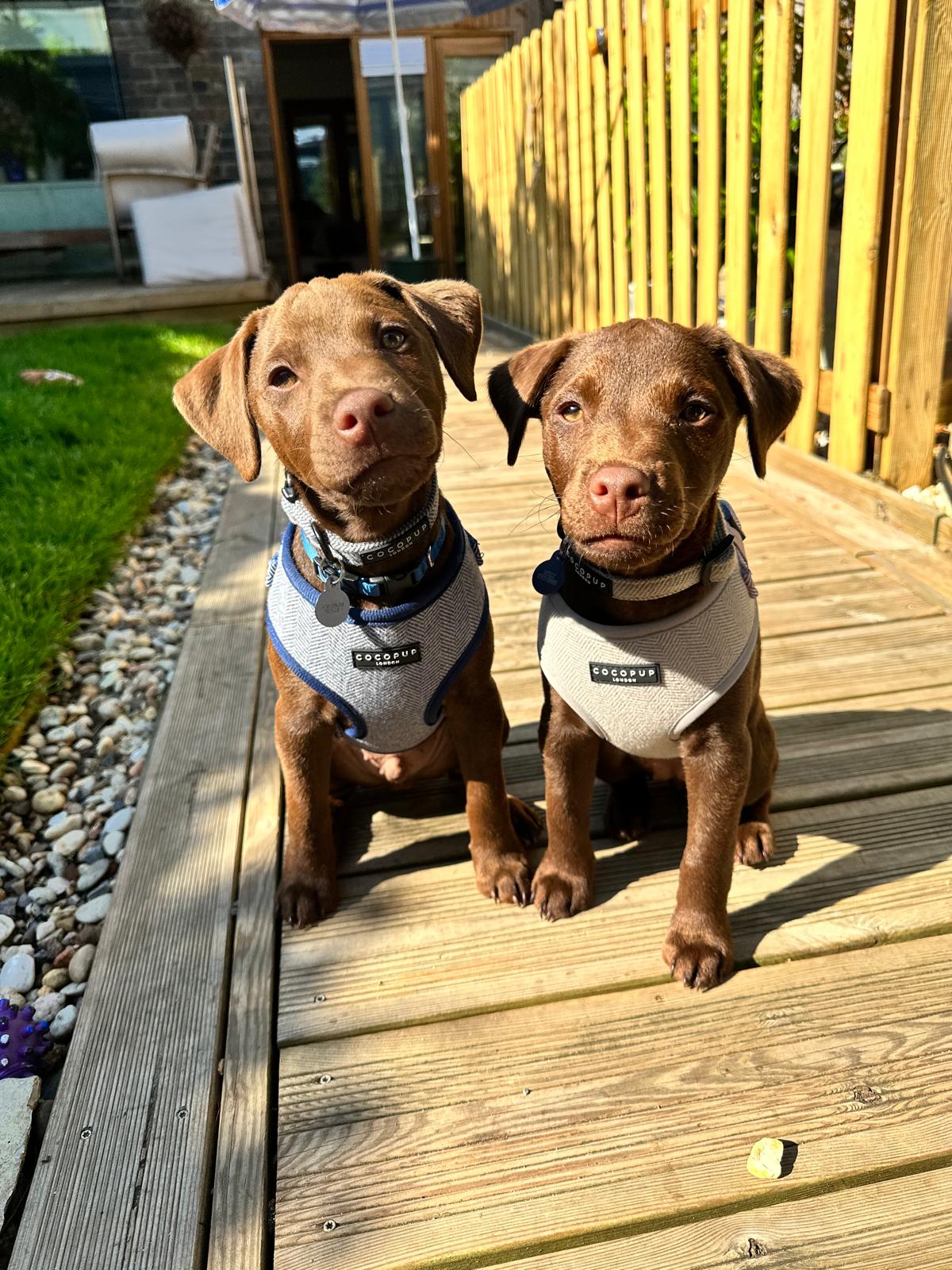 Ms Robert's Patterdale terrier sinblings dog named Molly and Roco who are both now 2 and half years old.