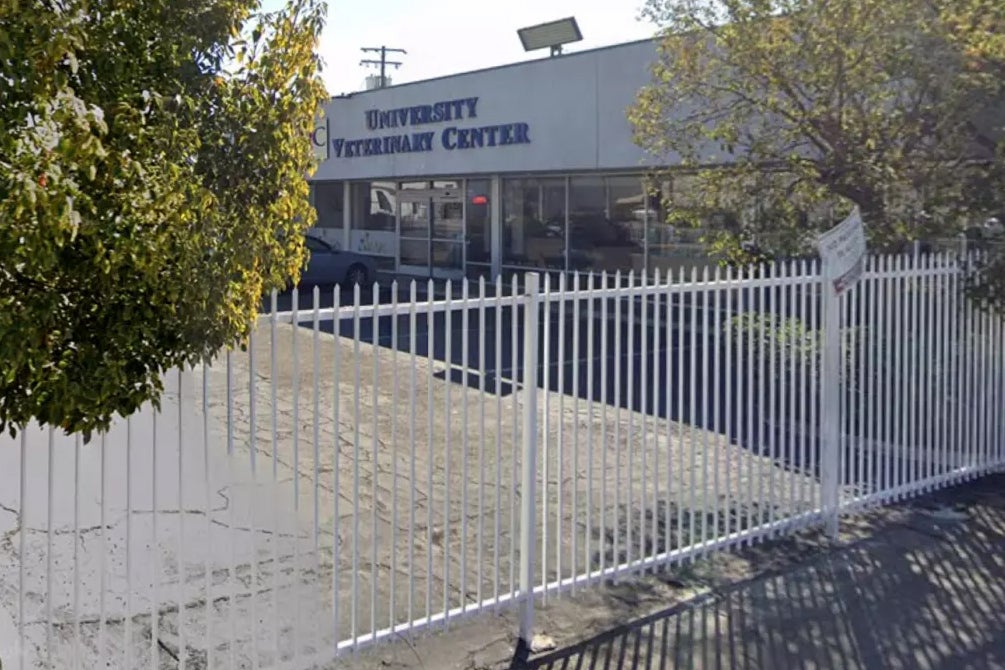 The dog was found by the clinic owner hours later