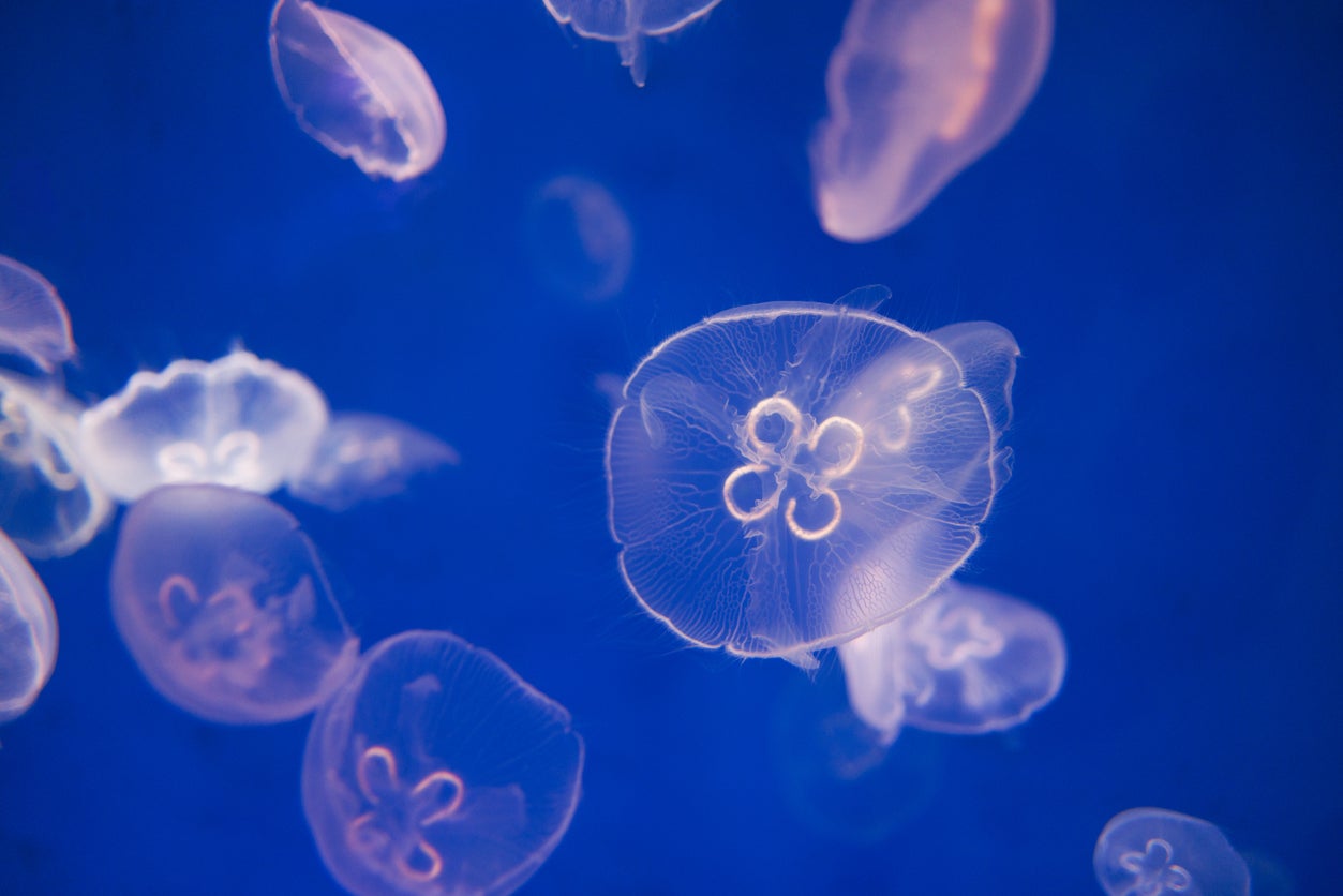 Moon jellyfish , known for their translucent round exteriors, came first place as the species with the highest amount of jellyfish sighted in the sea for the second year in a row