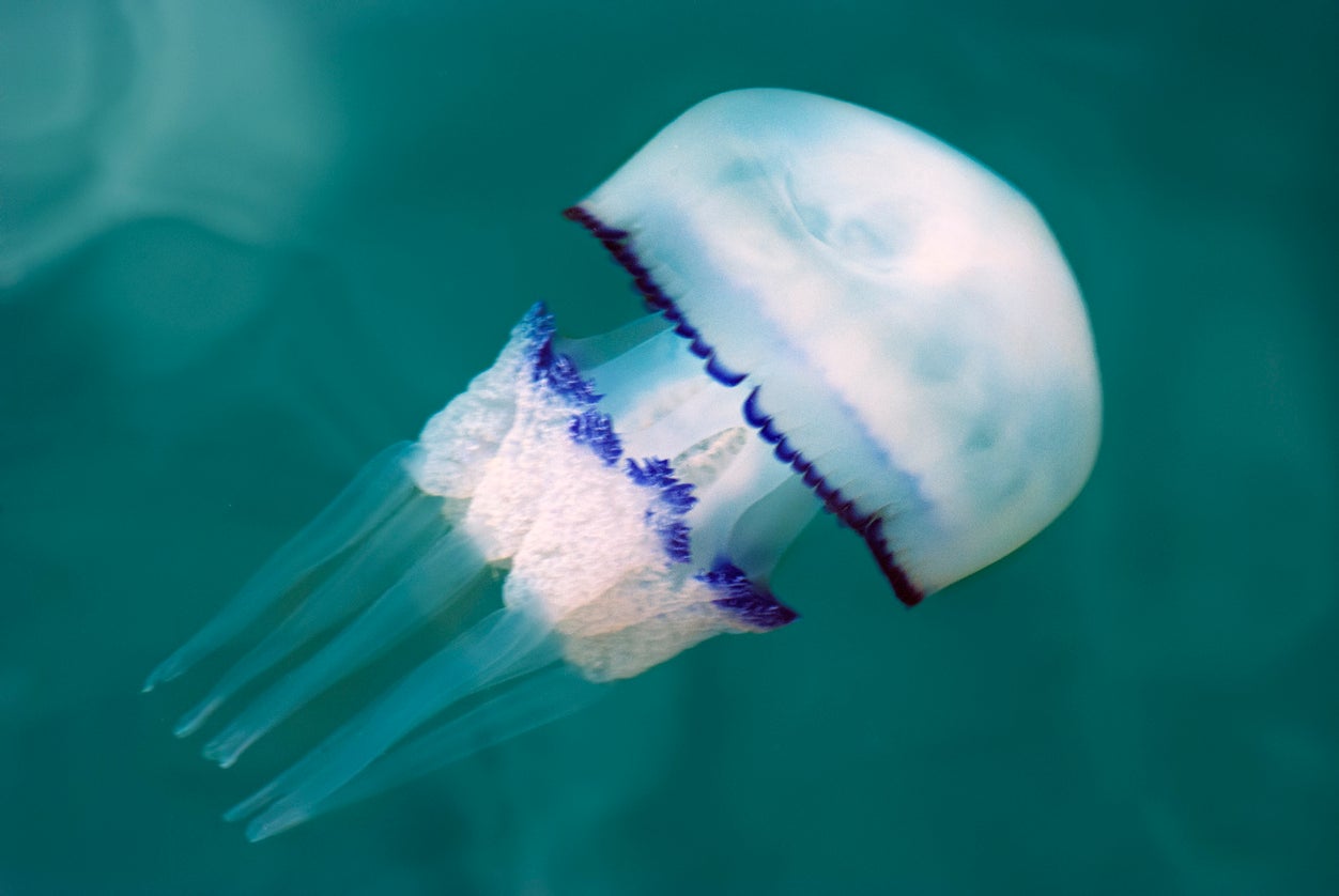 Barrel jellyfish have been on a significant rise with a 230 per cent increase in sightings compared to last year, placing the species in second place and up from fifth last year