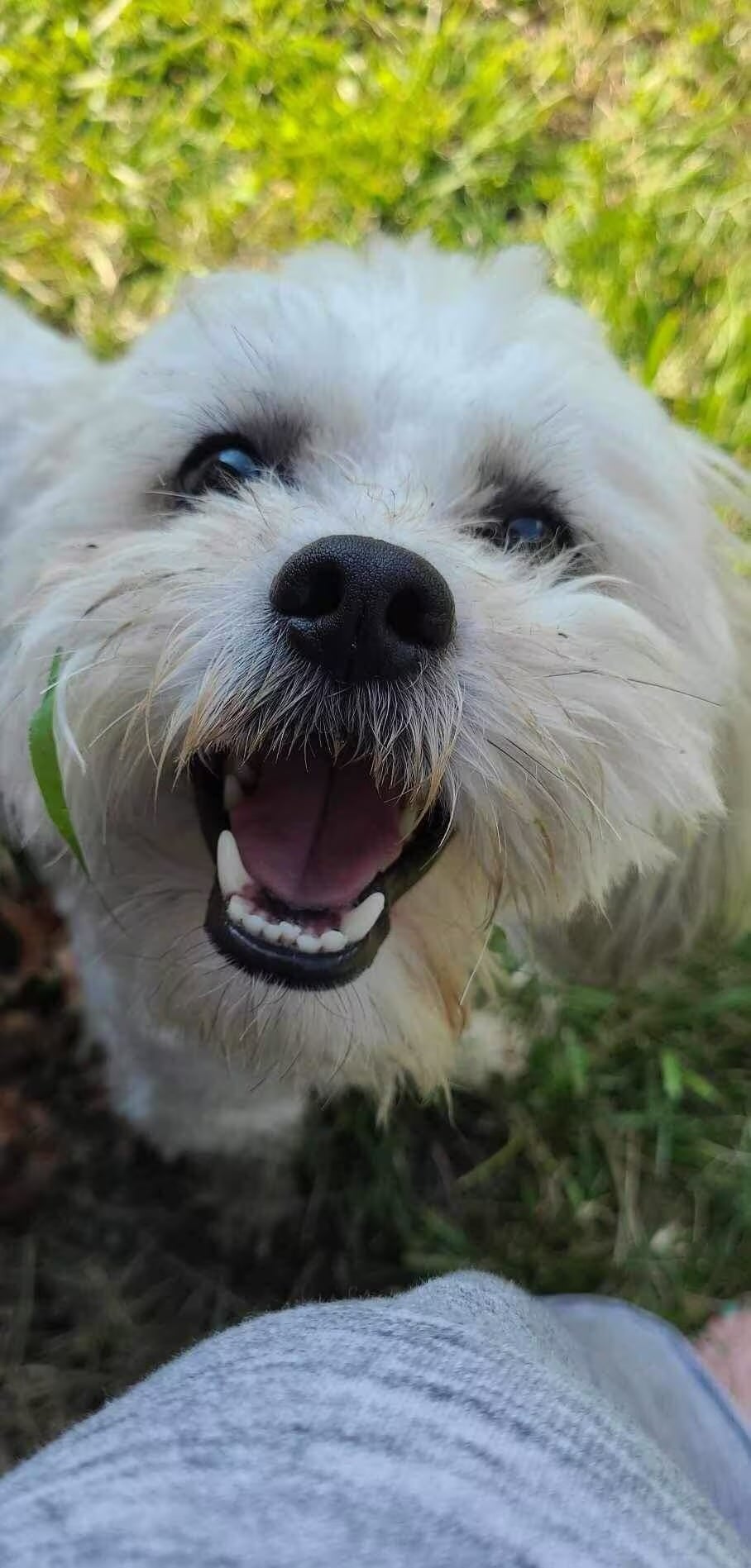 Teddy, a 13-pound disabled Shih Tzu, was shot dead by a police officer
