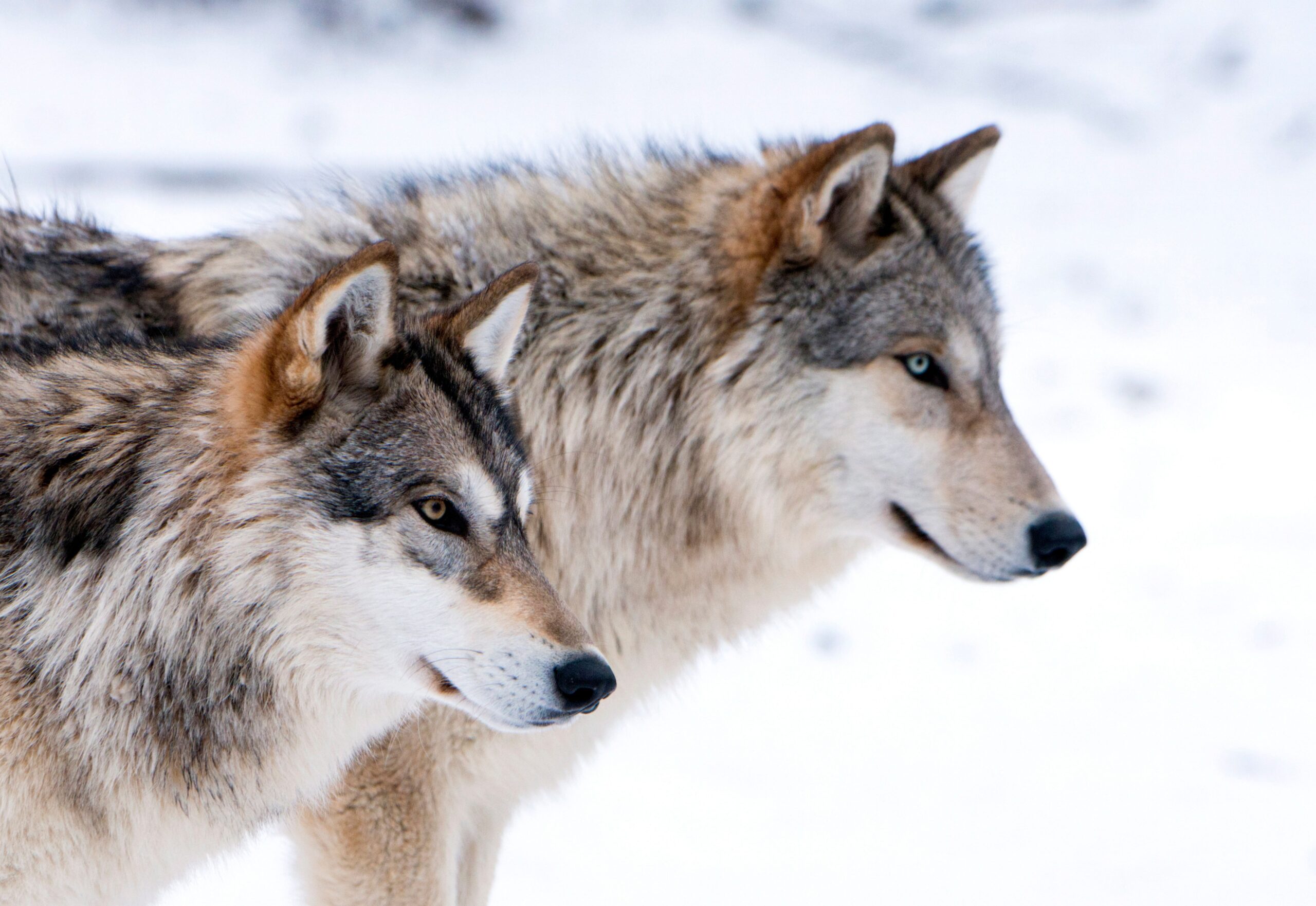 The survey found there are more negative associations with wolves than other species (Alamy/PA)