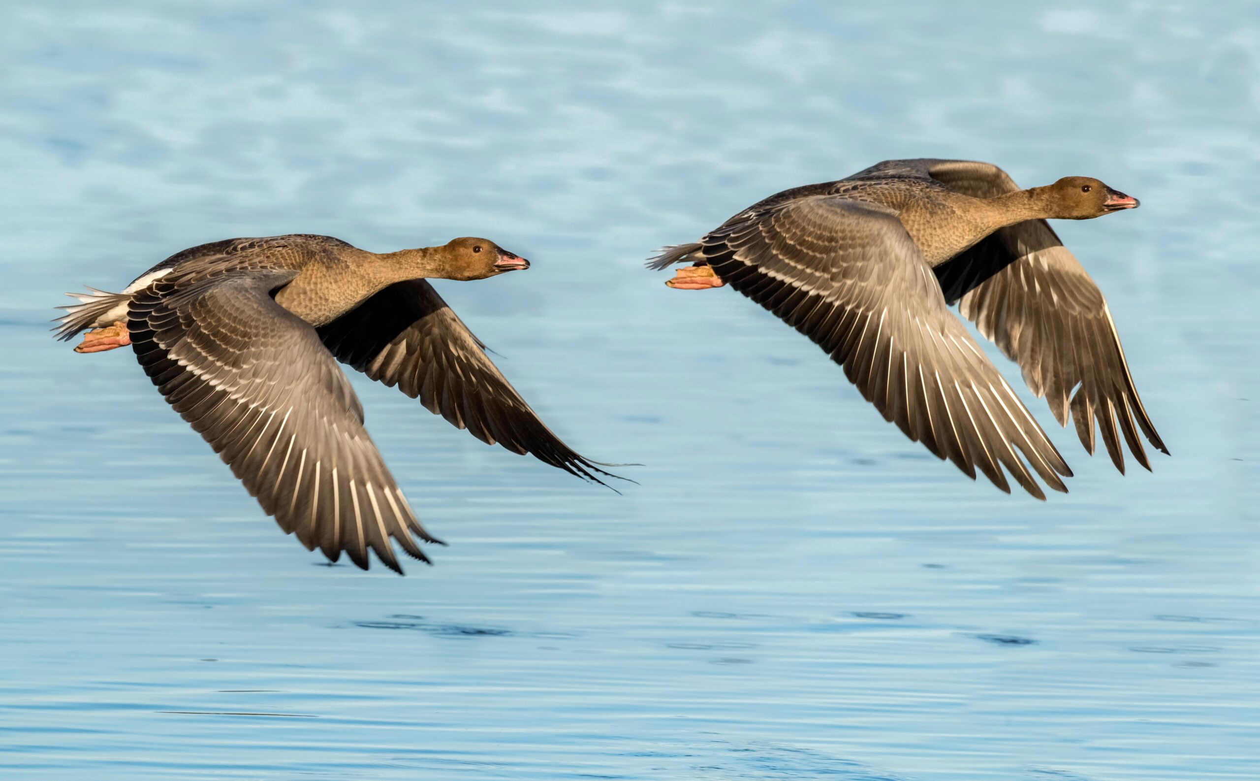 A gaggle of geese attacked a 72-year-old woman