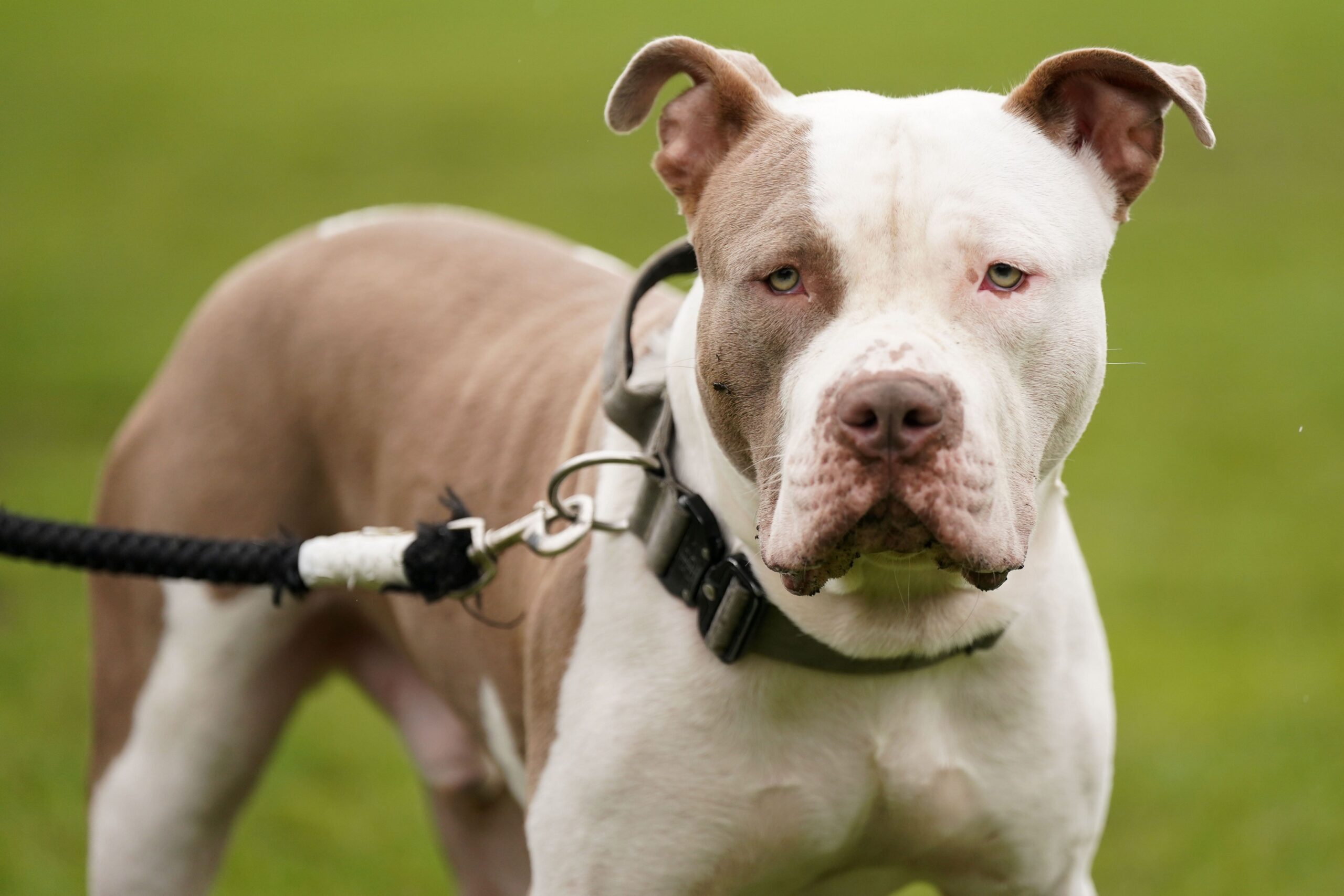 An XL-bully type dog