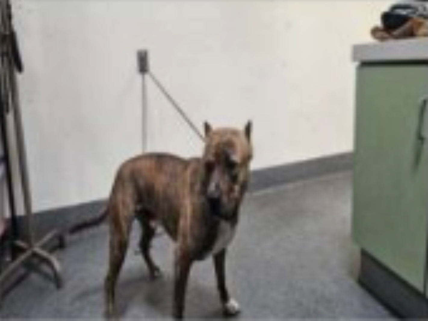 A dog was found with the toddler after the attempted carjacking