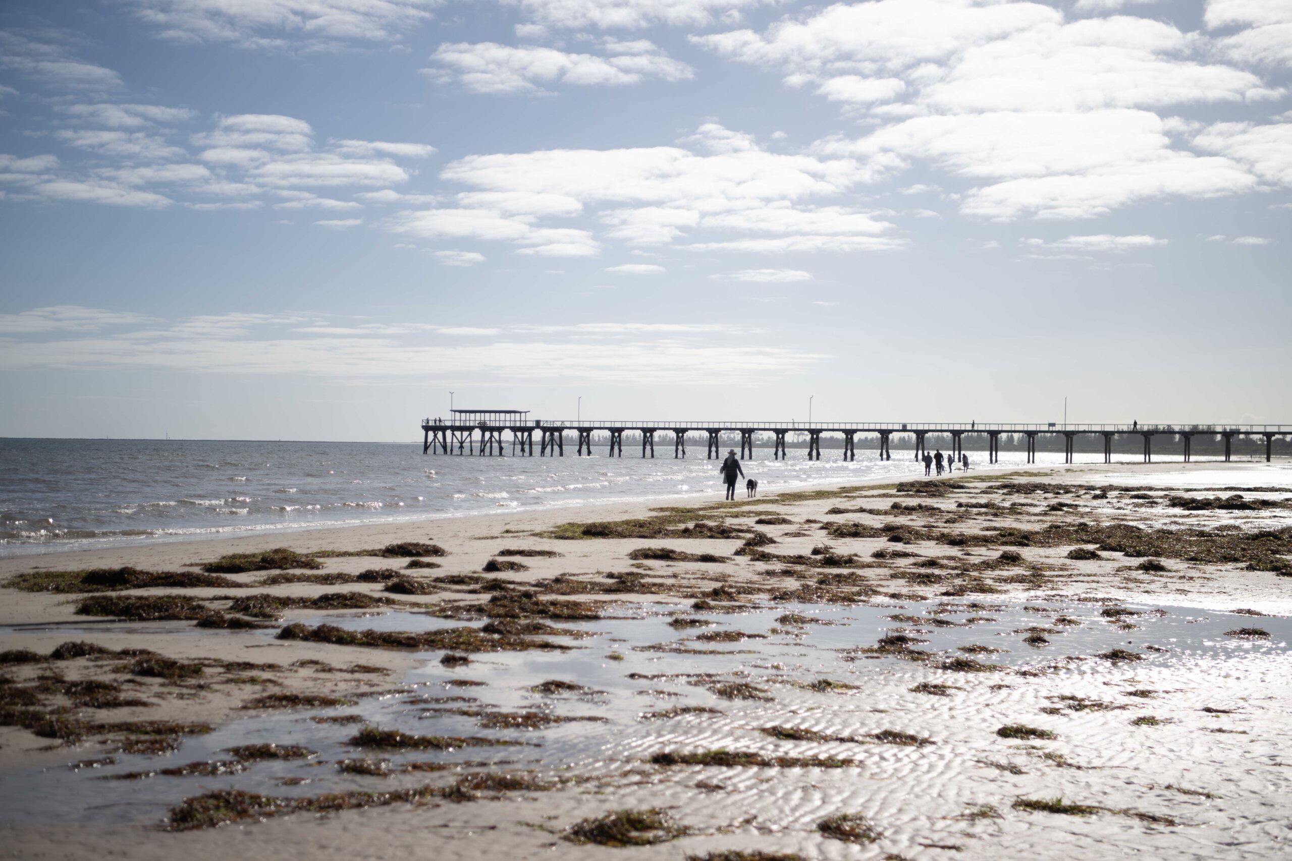 A toxic algal bloom washes dead and dying sea creatures onto Largs Beach
