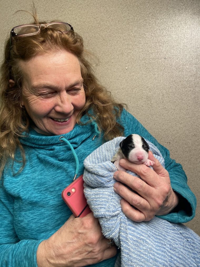 Jill with newborn pup in S1 Xmas Special All Creatures Great and Small Animal handler Provided by SLM@playgroundentertainment.com